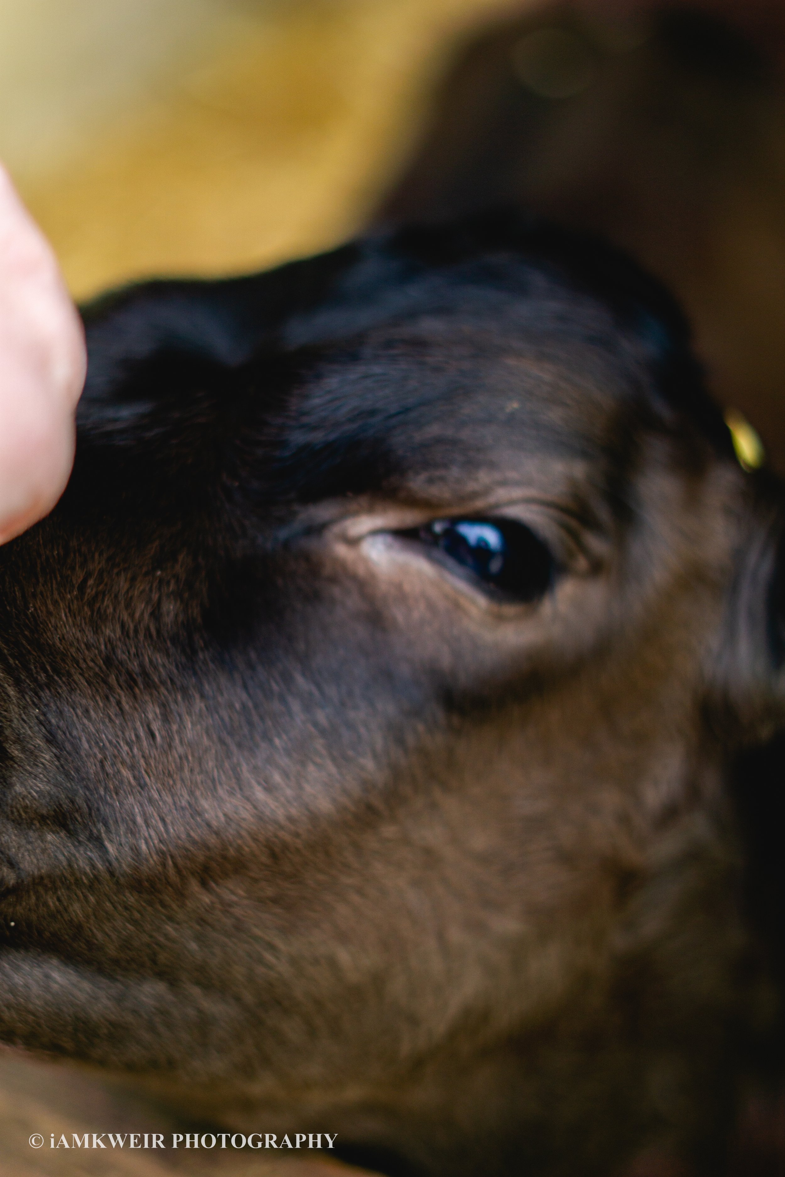 iAMKWEIR PHOTOGRAPHY
FARM MILKING COWS
COW IN LABOUR
BABY CALVES