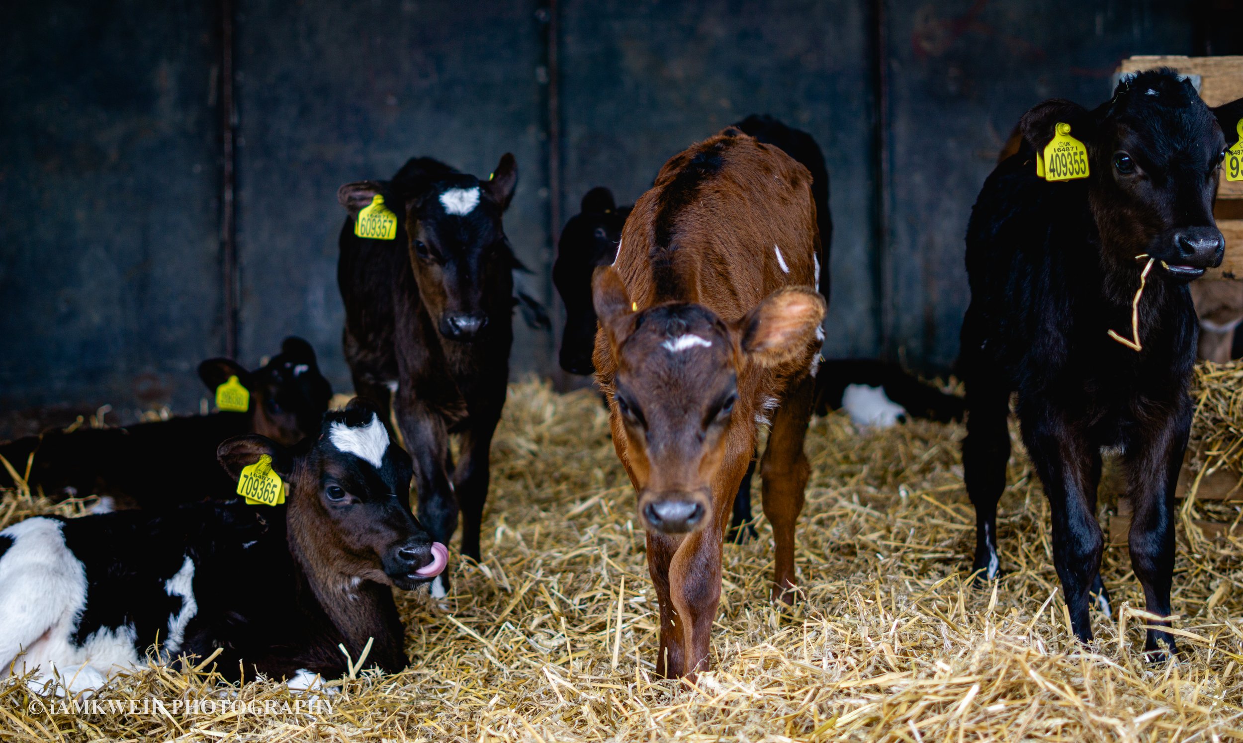iAMKWEIR PHOTOGRAPHY
FARM MILKING COWS
COW IN LABOUR
BABY CALVES