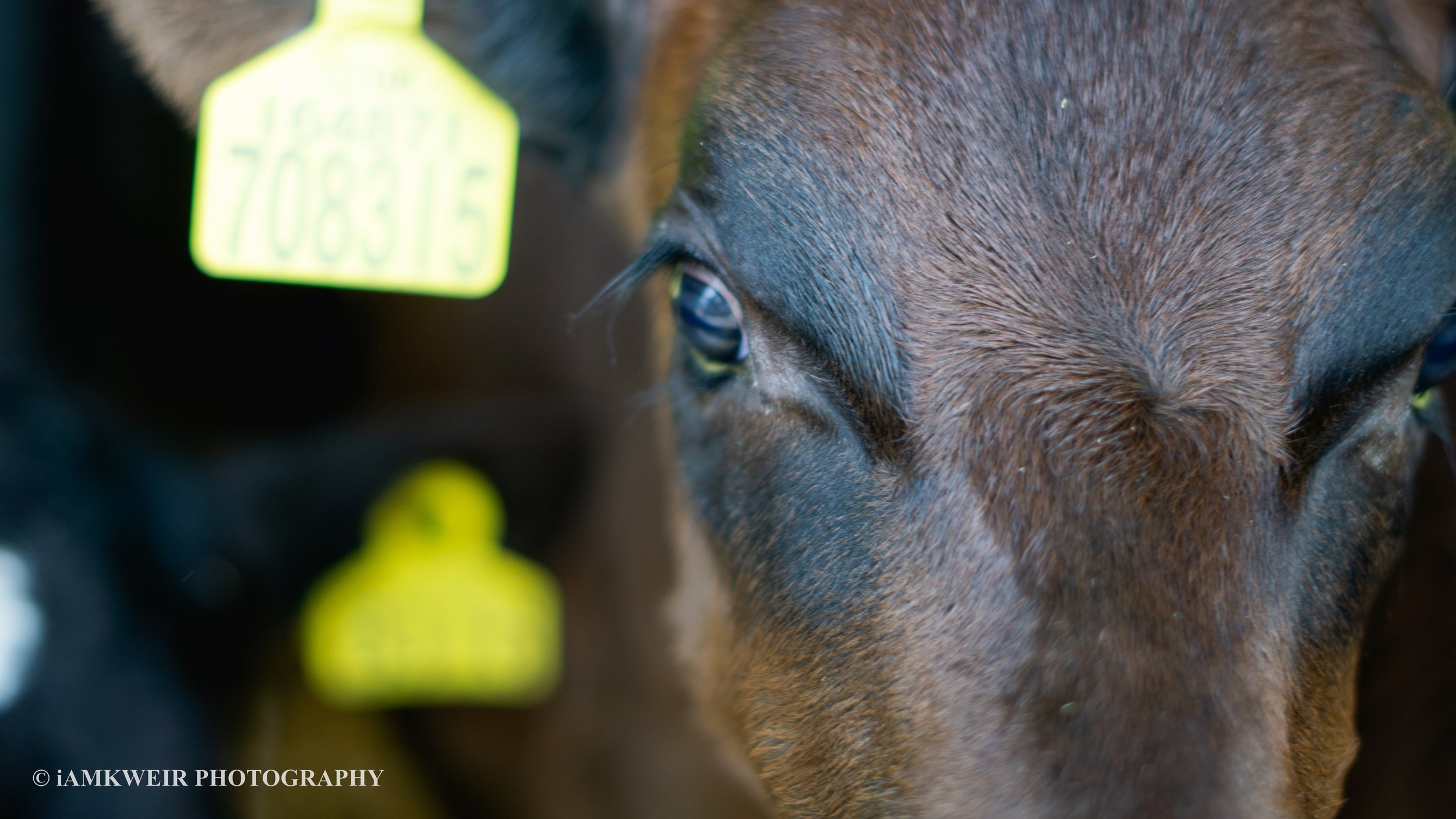 iAMKWEIR PHOTOGRAPHY
FARM MILKING COWS
COW IN LABOUR
BABY CALVES