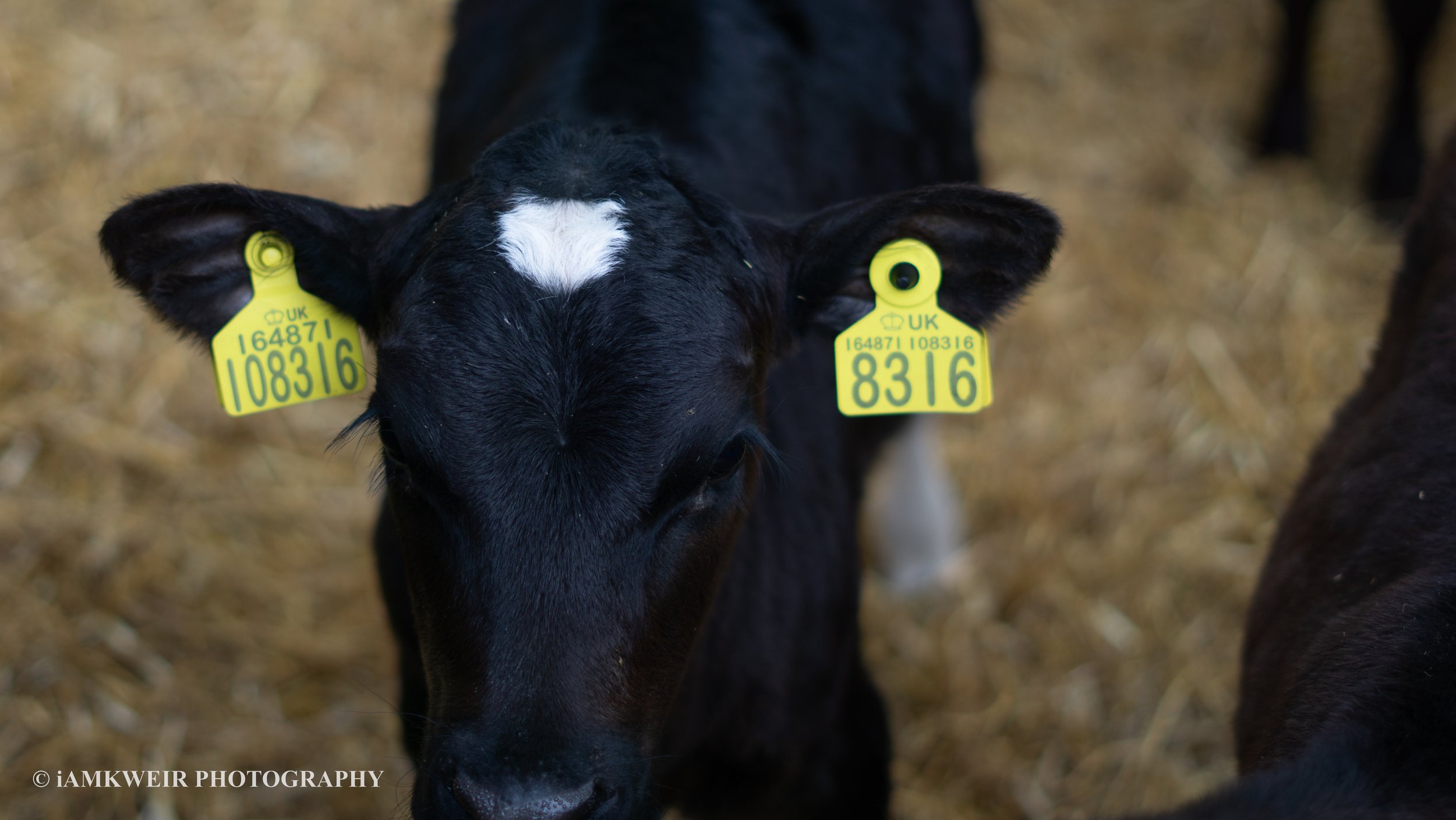iAMKWEIR PHOTOGRAPHY
FARM MILKING COWS
COW IN LABOUR
BABY CALVES