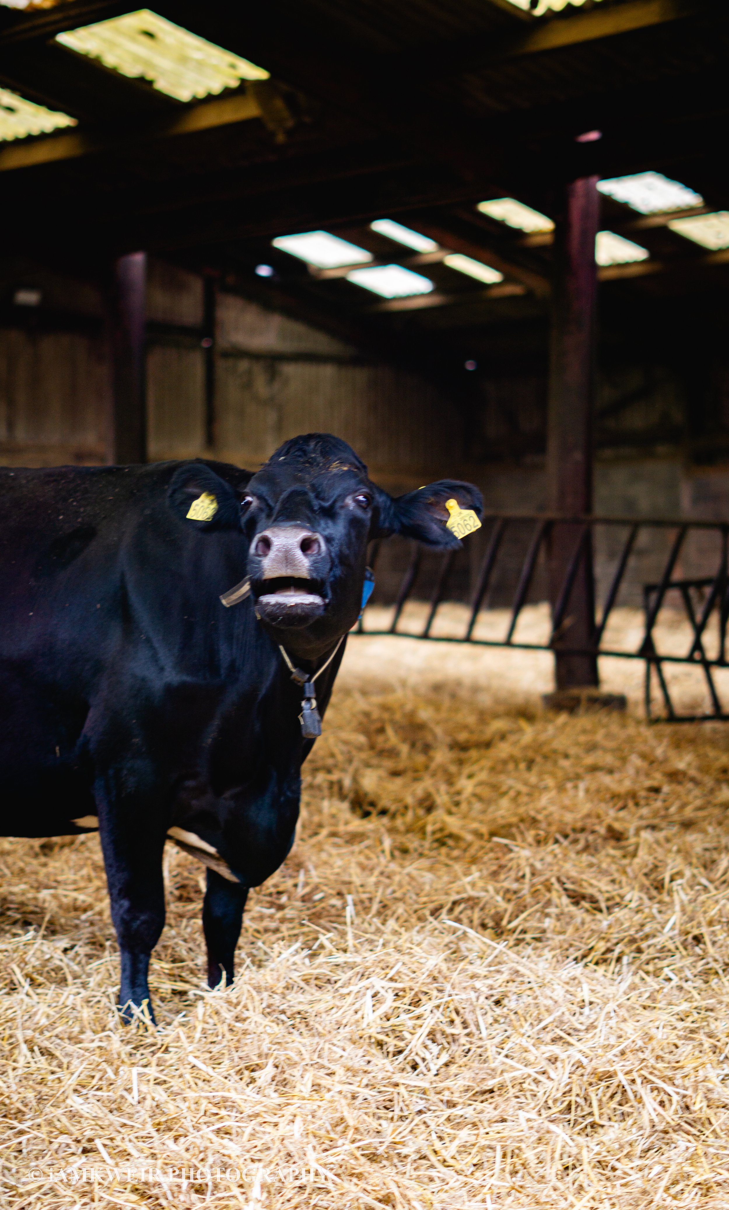 iAMKWEIR PHOTOGRAPHY
FARM MILKING COWS
COW IN LABOUR
BABY CALVES