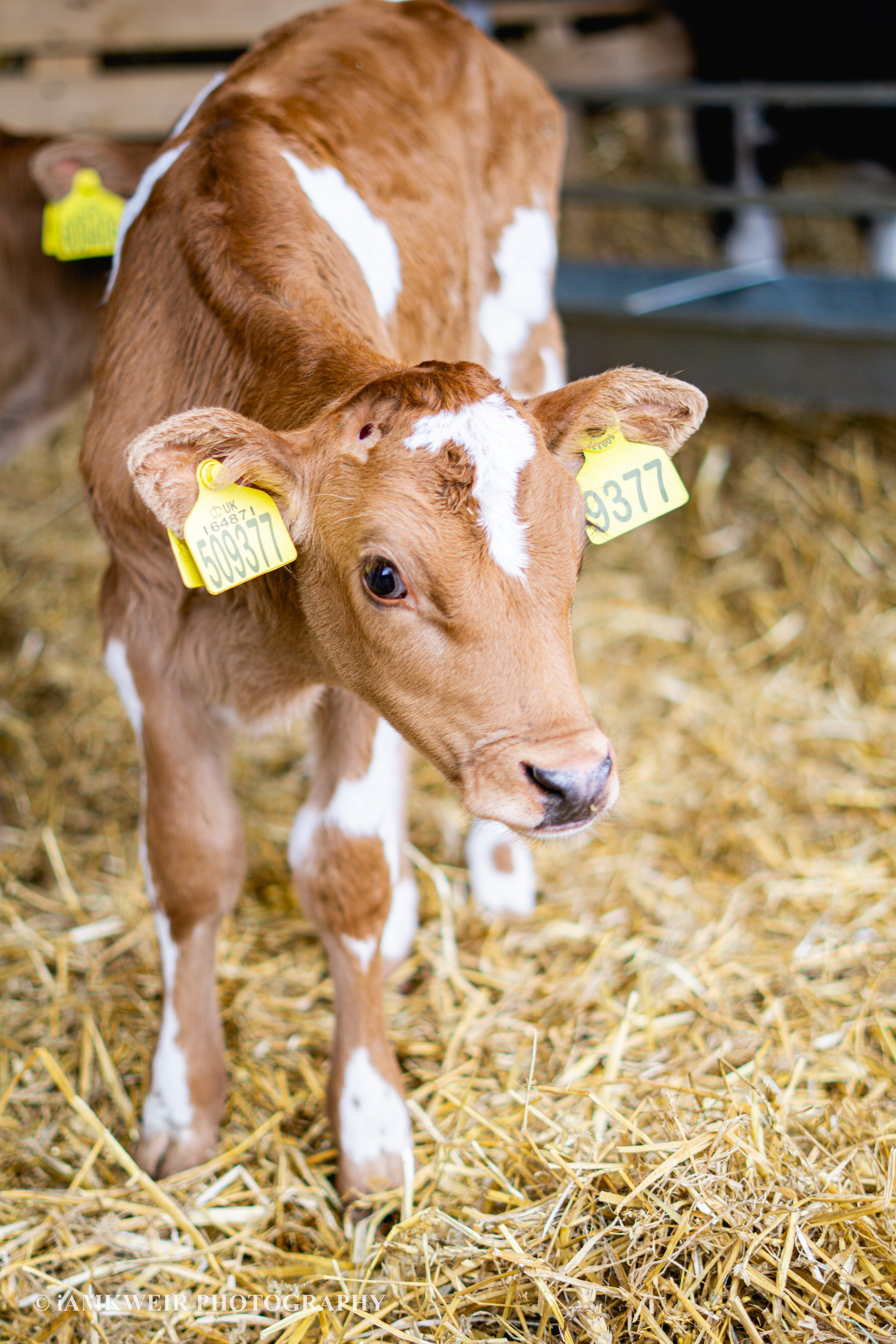 iAMKWEIR PHOTOGRAPHY
FARM MILKING COWS
COW IN LABOUR
BABY CALVES