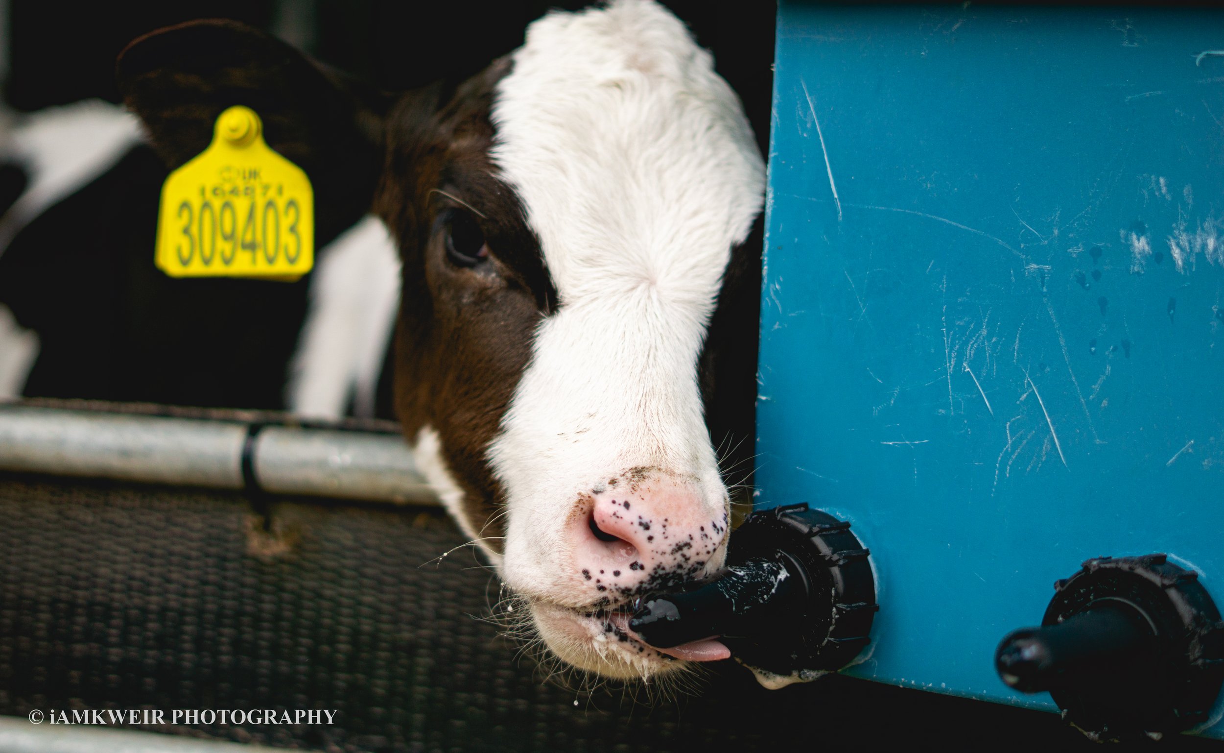iAMKWEIR PHOTOGRAPHY
FARM MILKING COWS
COW IN LABOUR
BABY CALVES