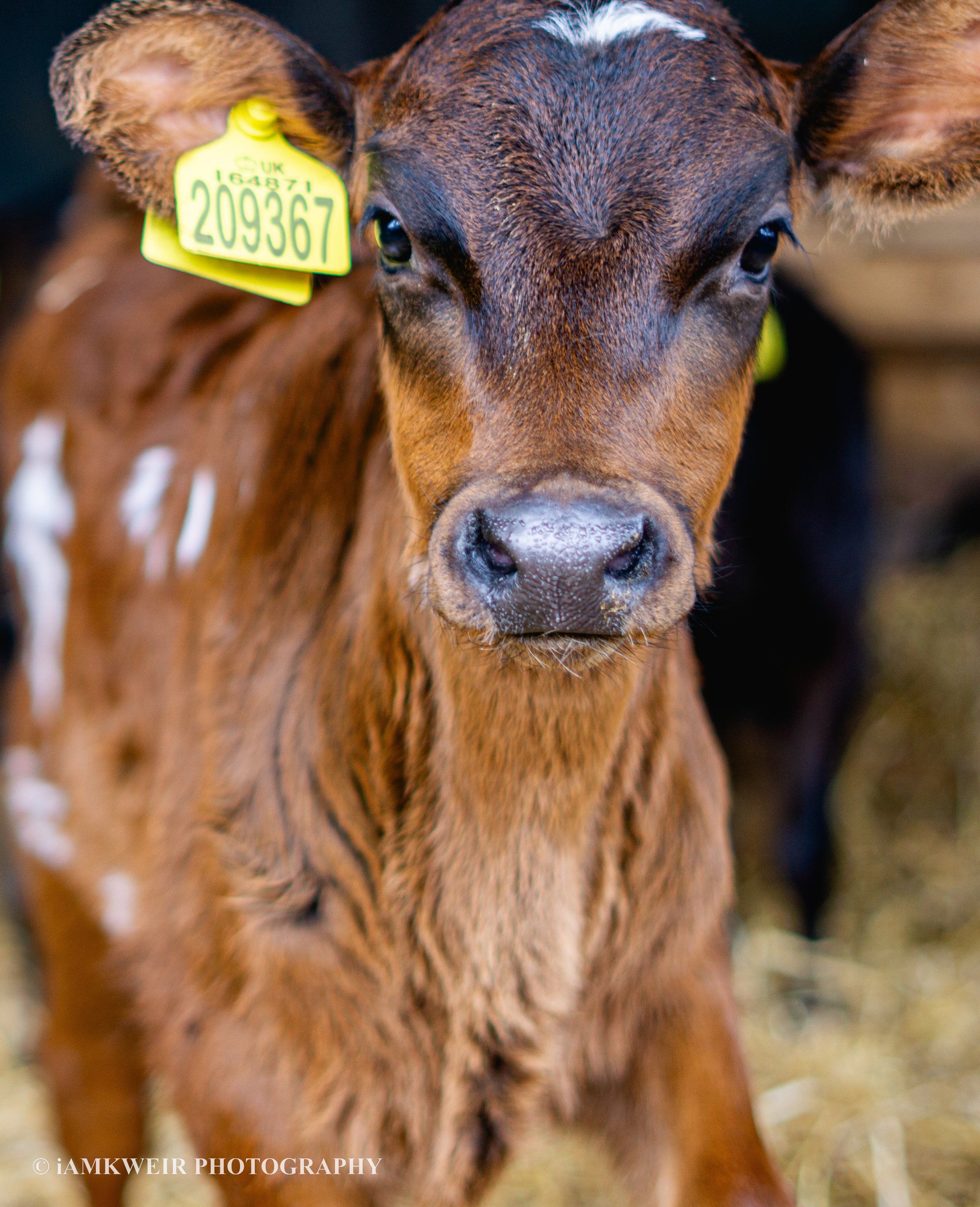 iAMKWEIR PHOTOGRAPHY
FARM MILKING COWS
COW IN LABOUR
BABY CALVES