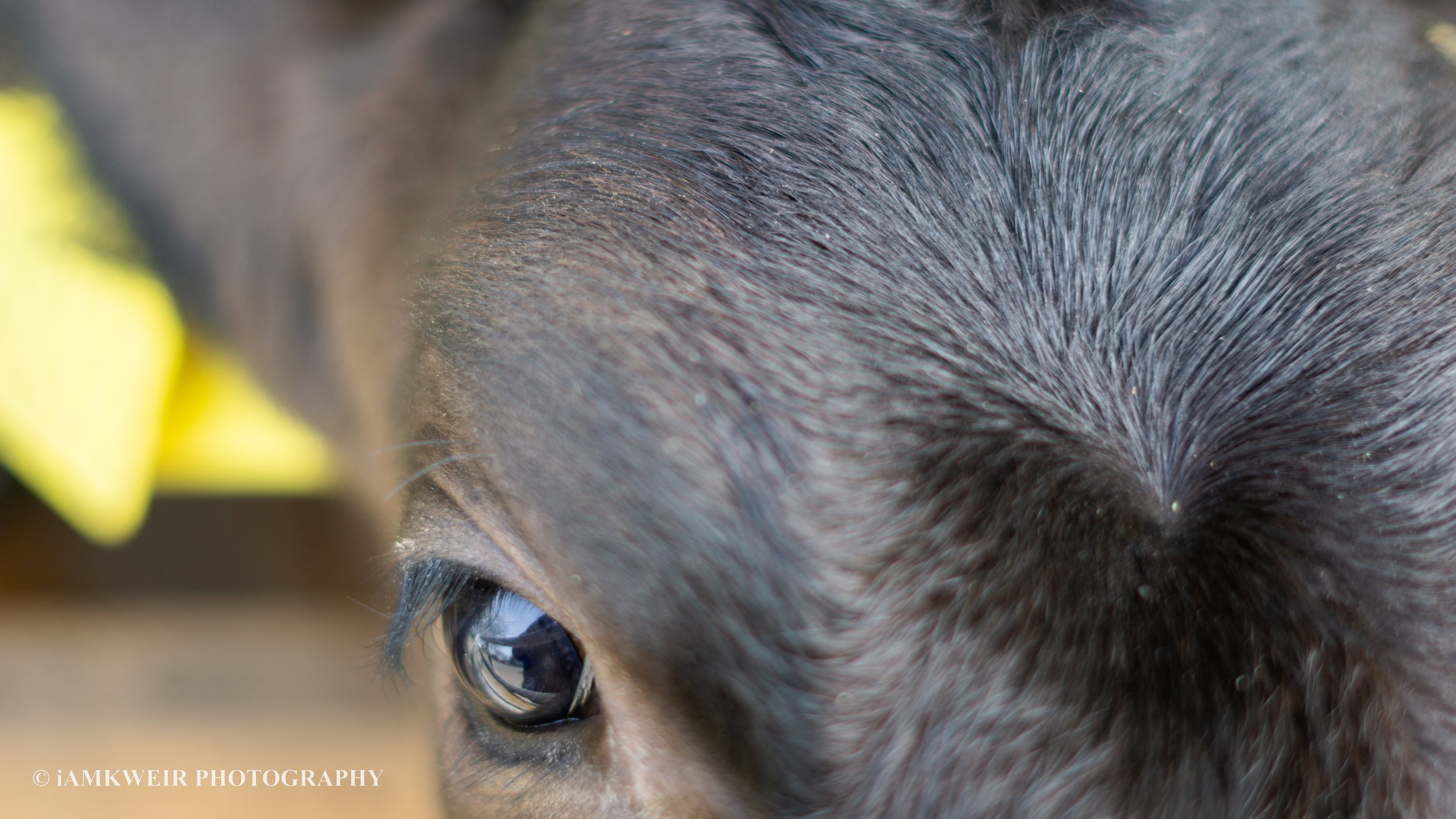 iAMKWEIR PHOTOGRAPHY
FARM MILKING COWS
COW IN LABOUR
BABY CALVES