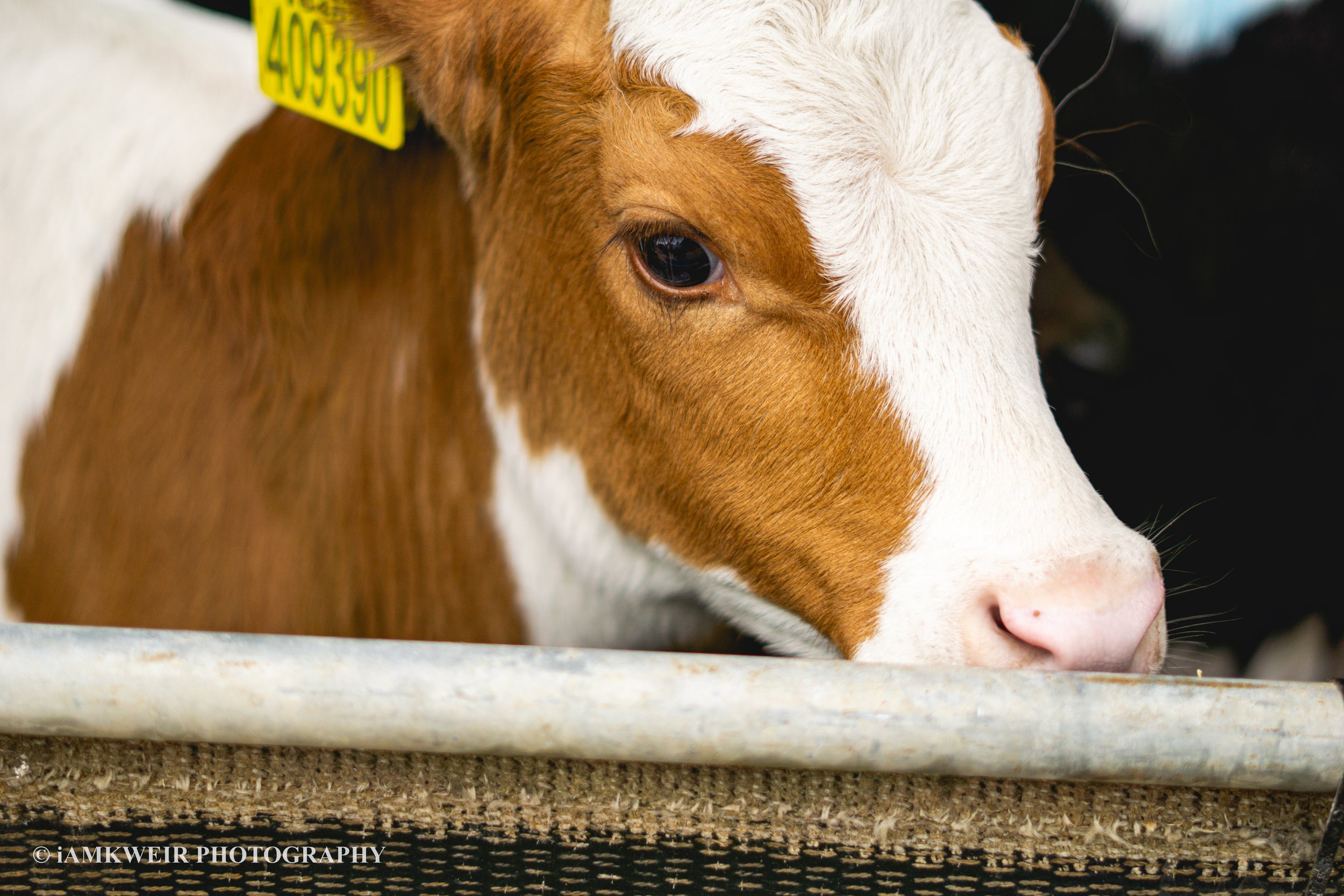 iAMKWEIR PHOTOGRAPHY
FARM MILKING COWS
COW IN LABOUR
BABY CALVES