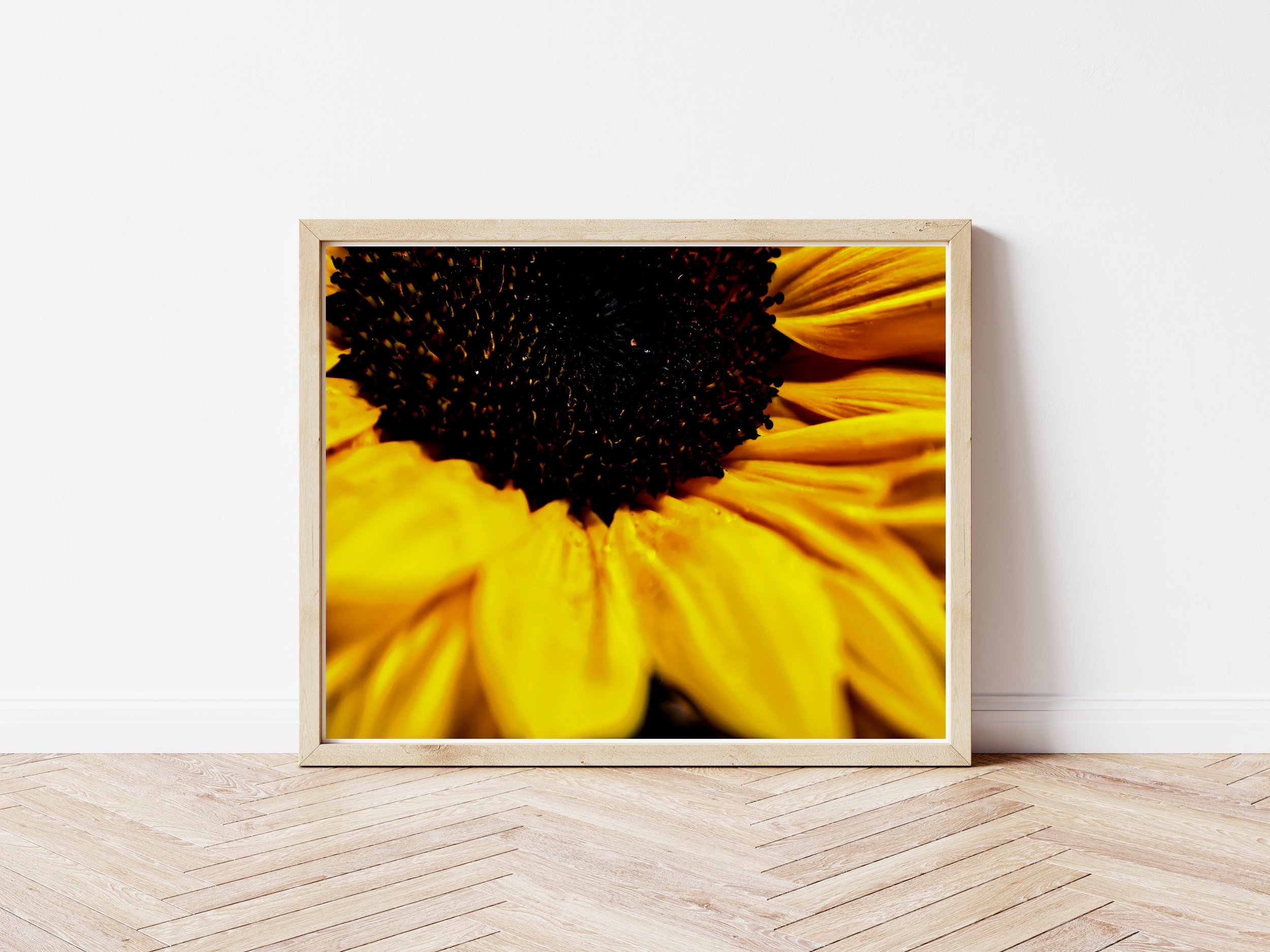 sunflower.jpg