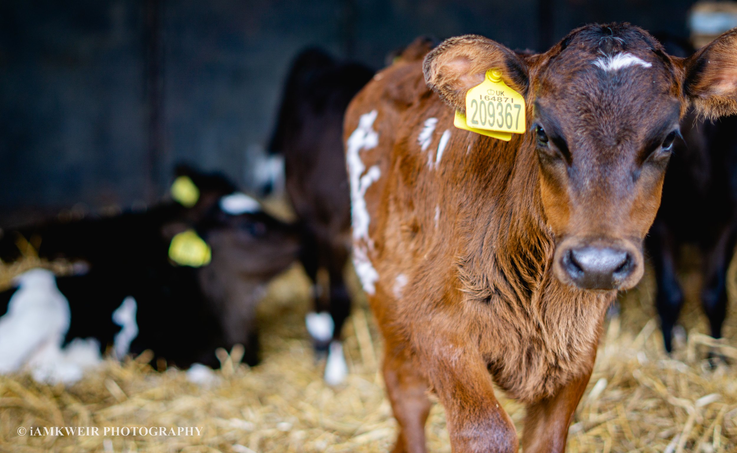 iAMKWEIR PHOTOGRAPHY
FARM MILKING COWS
COW IN LABOUR
BABY CALVES
