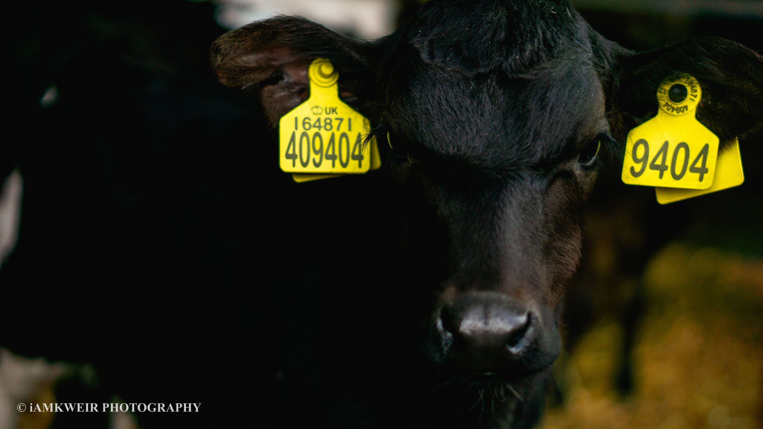 iAMKWEIR PHOTOGRAPHY
FARM MILKING COWS
COW IN LABOUR
BABY CALVES