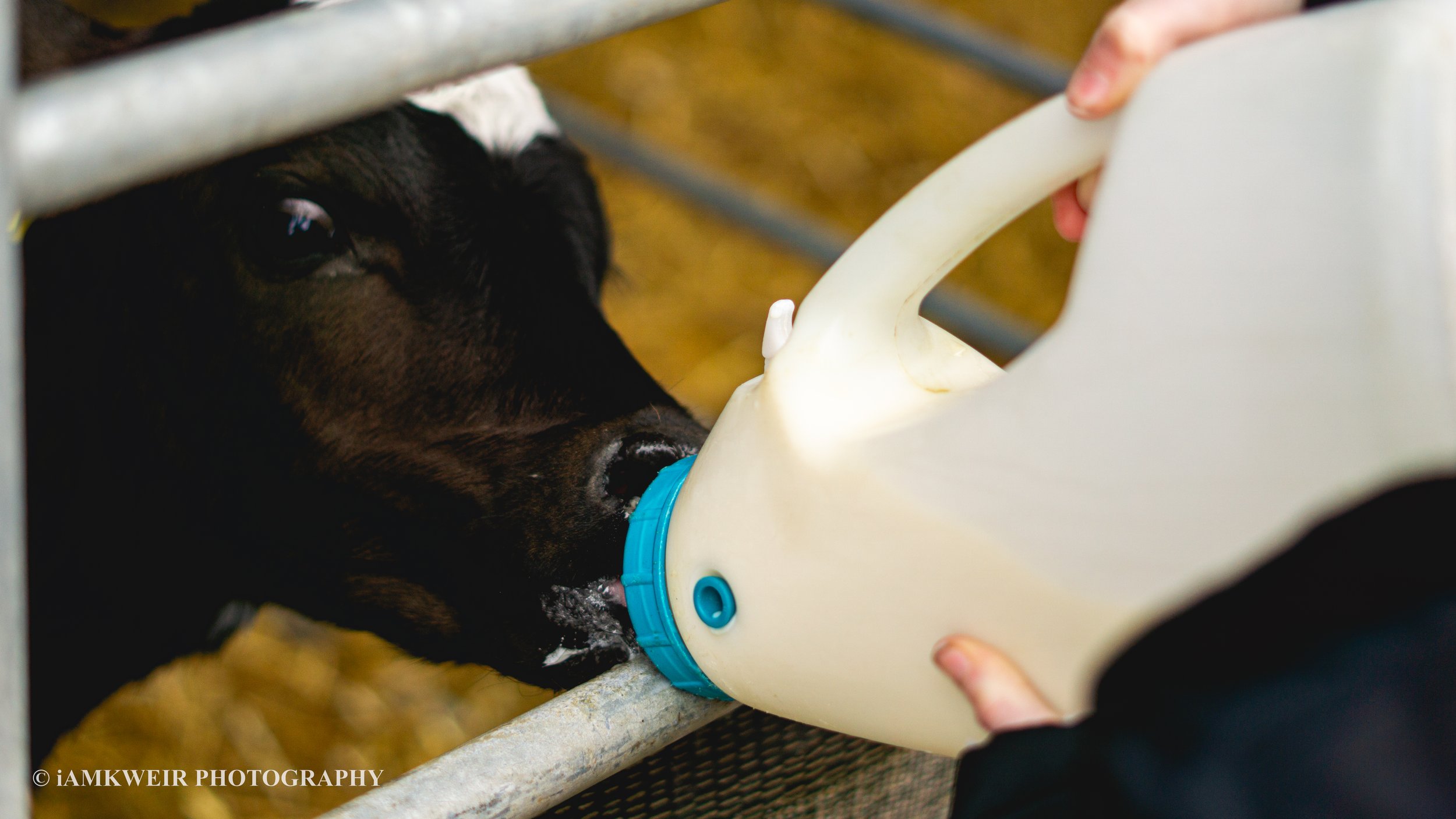 iAMKWEIR PHOTOGRAPHY
FARM MILKING COWS
COW IN LABOUR
BABY CALVES