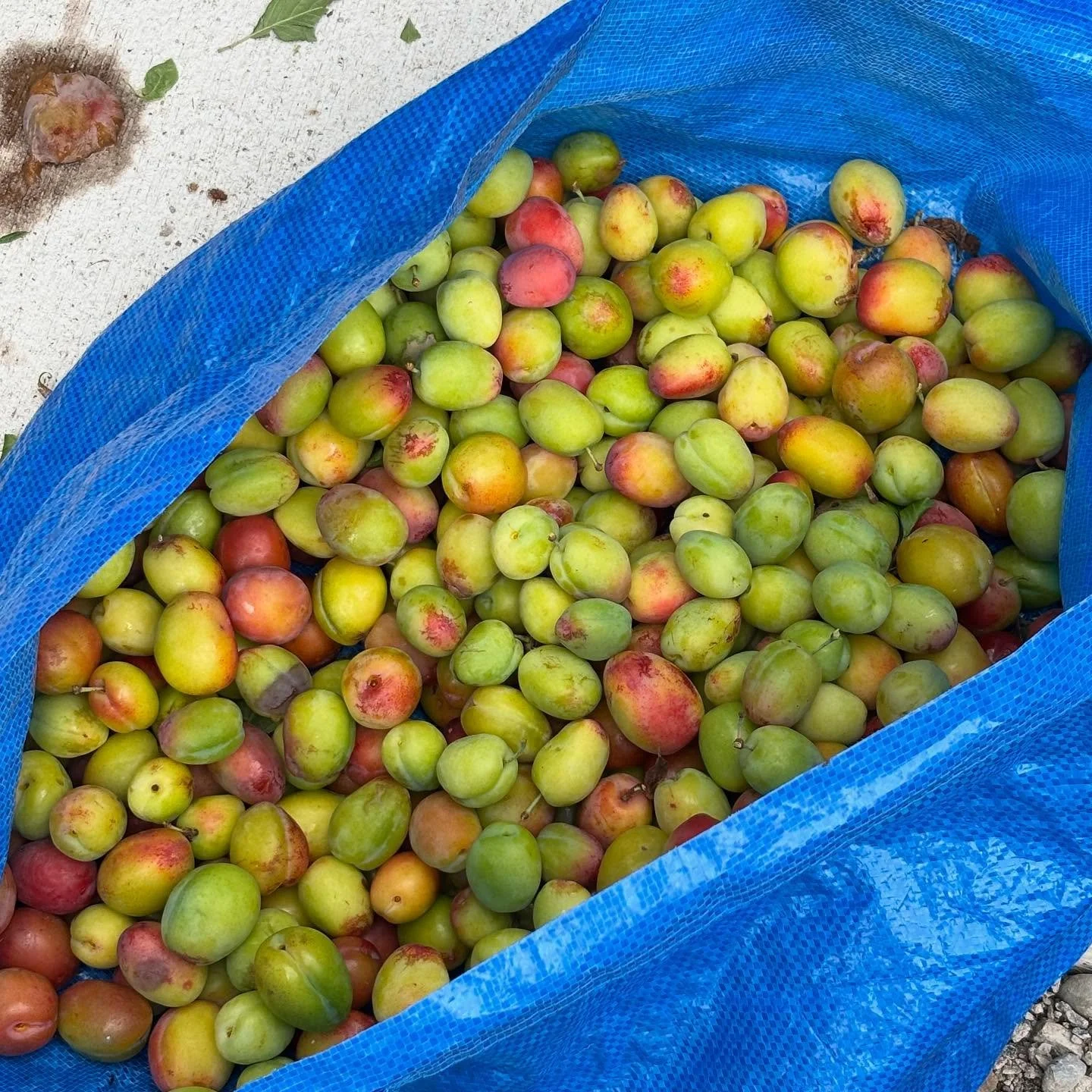 Our first plum harvest! My workers aren’t great at determining ripe from not ready at all π
#plum #plumharvest #growyourfood
