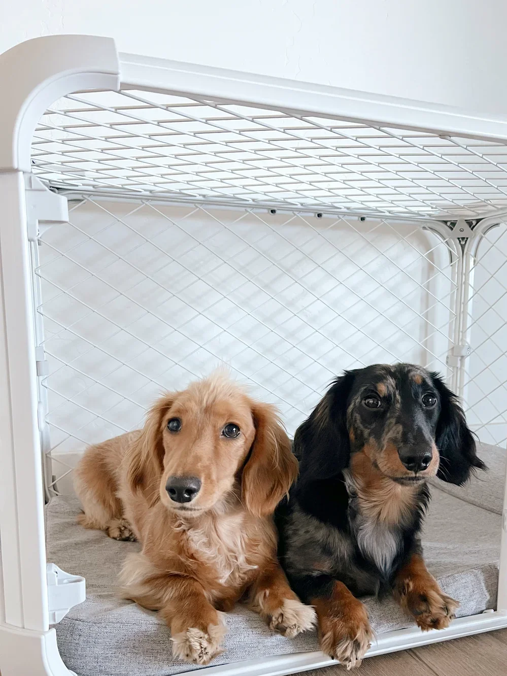 Two dachshund puppies lying inside a white wire dog crate with a gray cushion, looking at the camera.