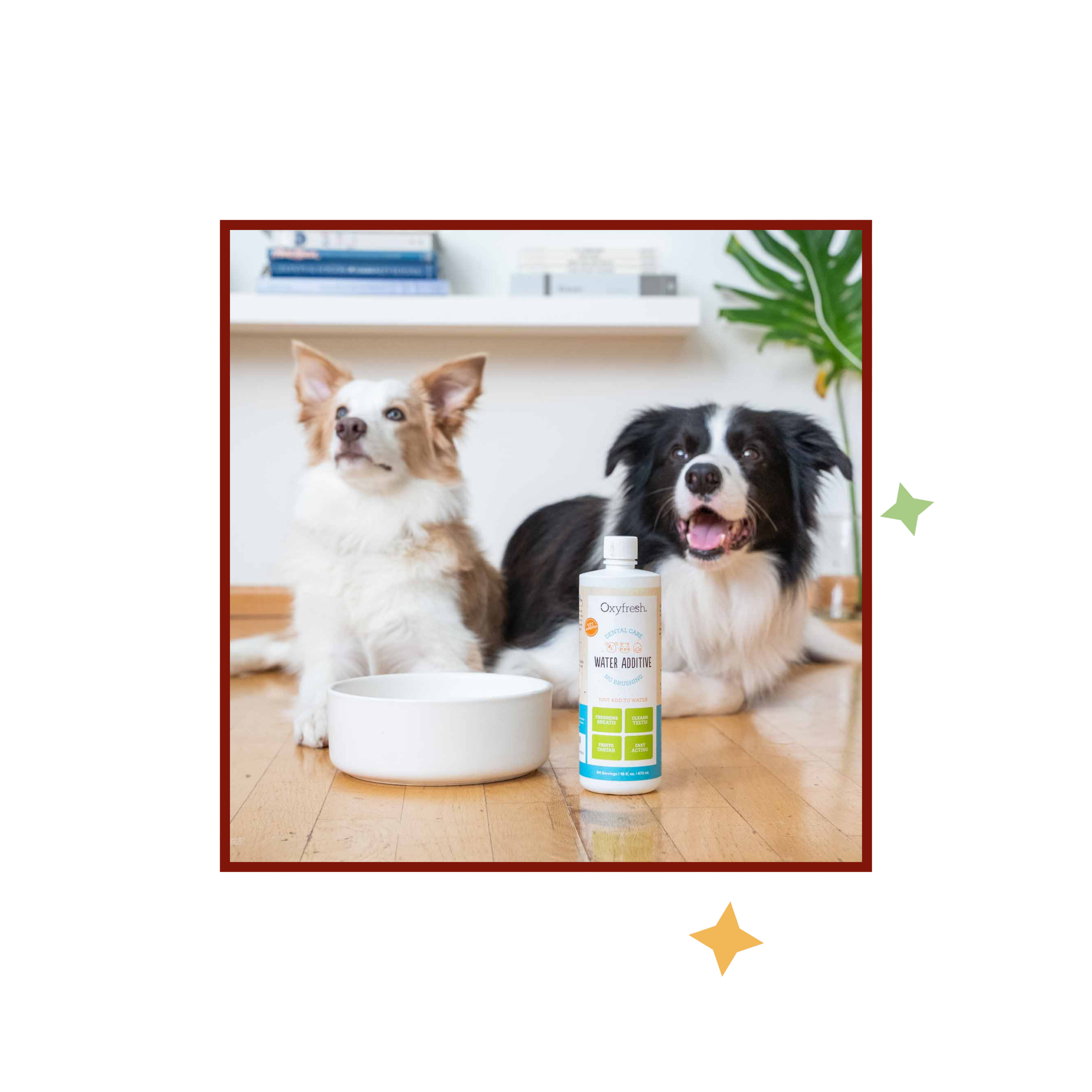 Two dogs beside a water bowl and a bottle of Oxyfresh water additive.