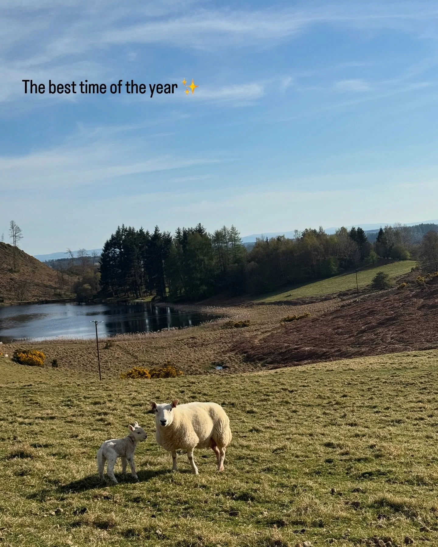 Finally lambing has started on the farm. The children have been waiting patiently and now we are in full swing. Our guests in the cottage get the best view over the lambing fields and have been eagerly watching our every move!  Long may the sunny wea