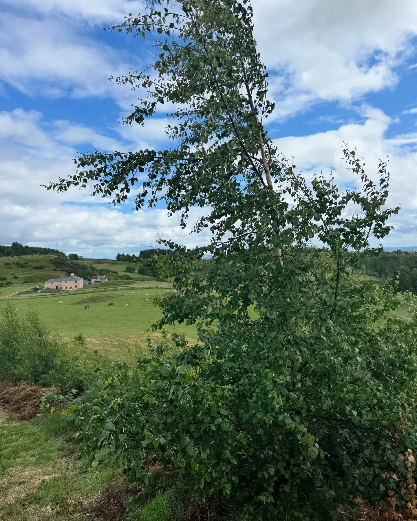 Beautiful afternoon walks around the farm. 

It&rsquo;s amazing to see the height of the trees we planted just three years ago. They are thriving now some rain has finally arrived. 🍃