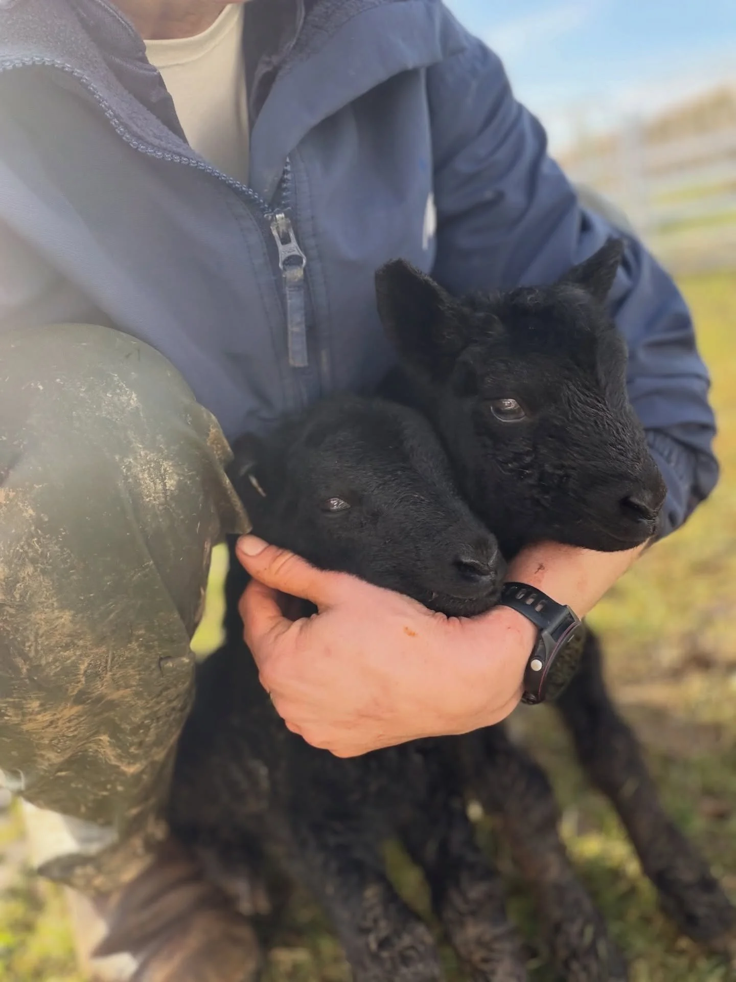 A very happy start to springlike day this morning! Lily&rsquo;s sheep have started to lamb and we have two new black cheviot ewe lambs to join her flock. She is VERY disappointed to be at school but can have cuddle when she gets home! ✨