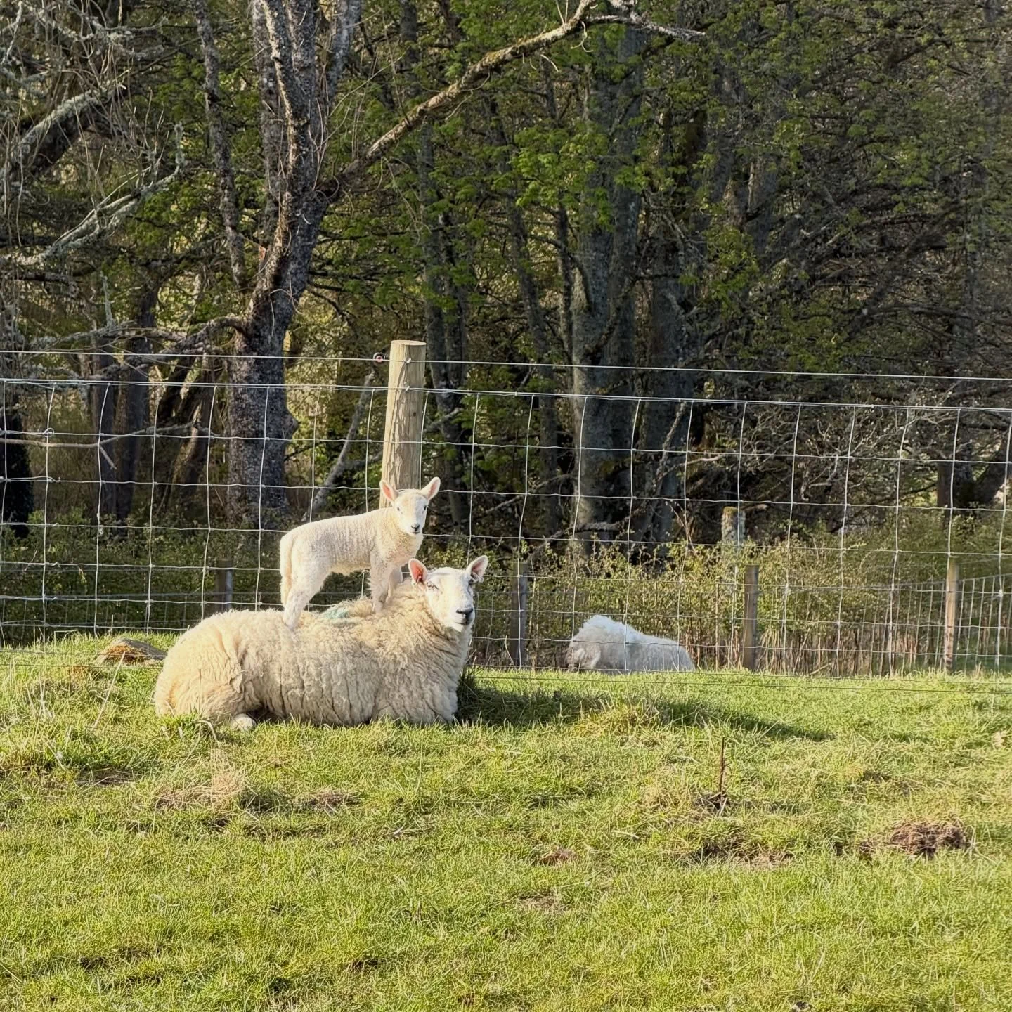 Lambing is coming to an end on the farm. We have lots of happy little lambs skipping around in the sunshine! If you are staying with us over the next few weeks there are 11 pet lambs you can help feed ✨