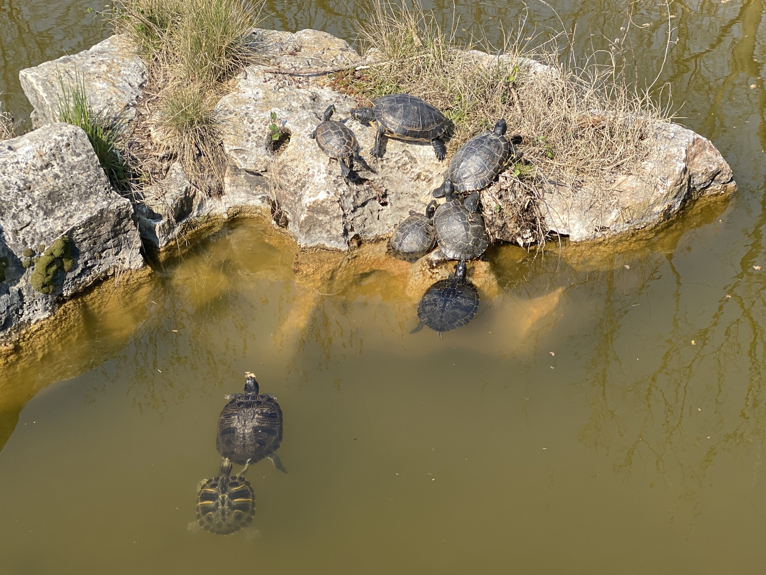 TURTLES IN OUR PARK