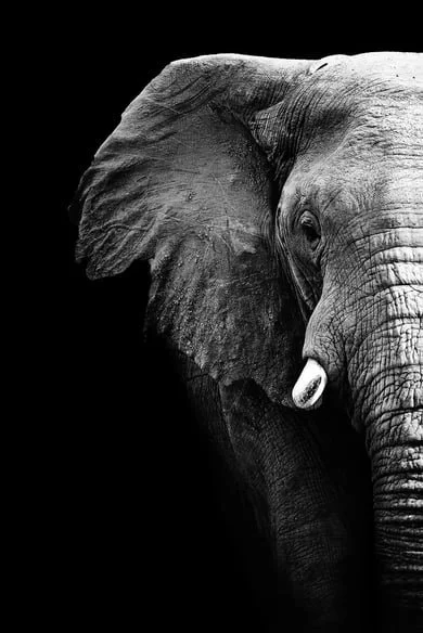 Une vie gaspillée de Ruyard Kipling