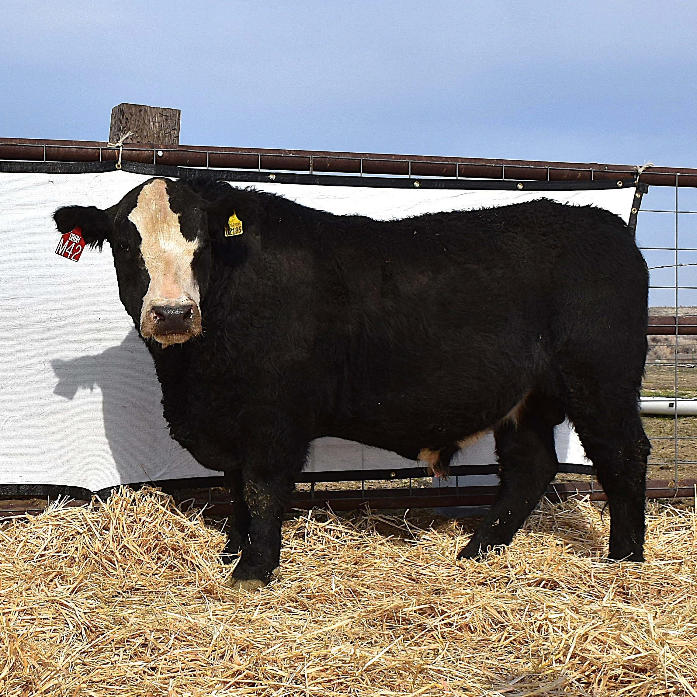 HMT OUTLAW M42   HB030200