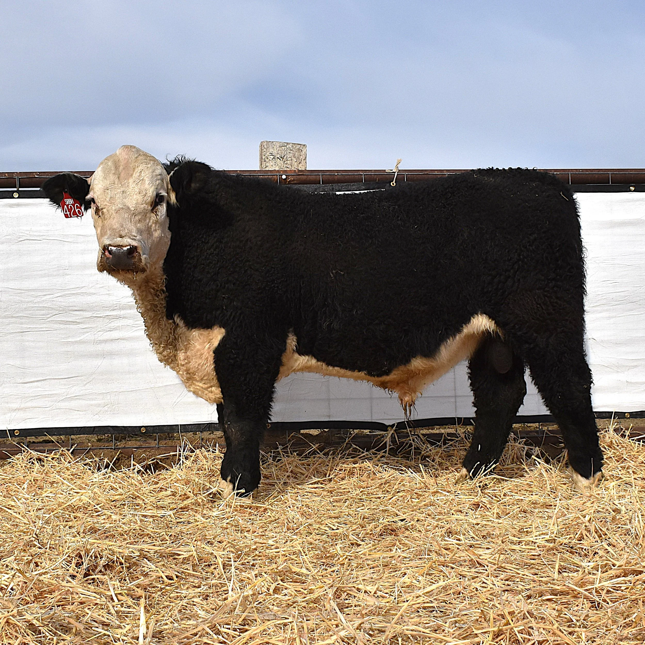 PVR BLACK CUDA 426   HB032221