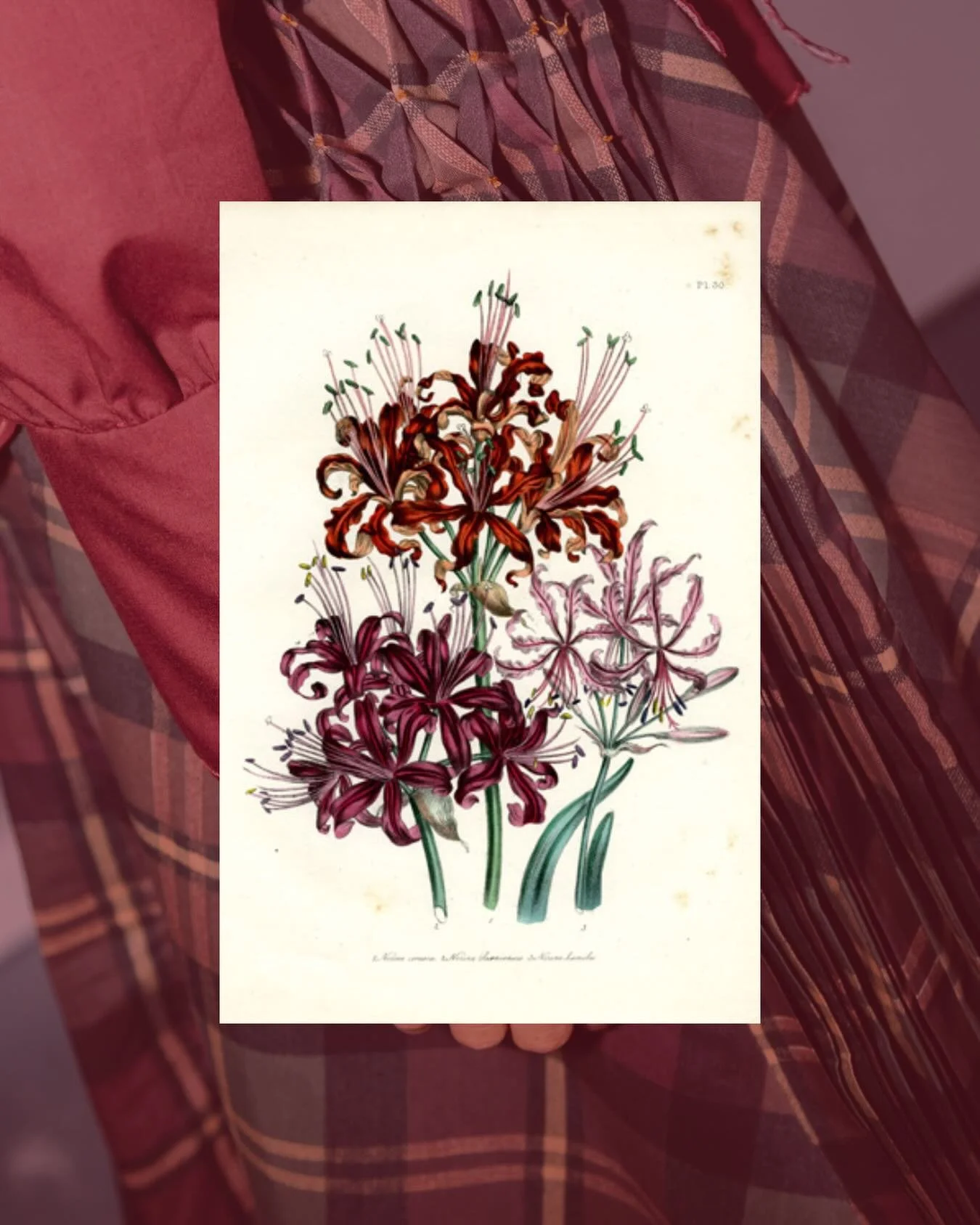 The Guernsey Lily.

Famous for its vivid crimson and deep red varieties. Known for its sharp, exaggerated angles, and layered textures.