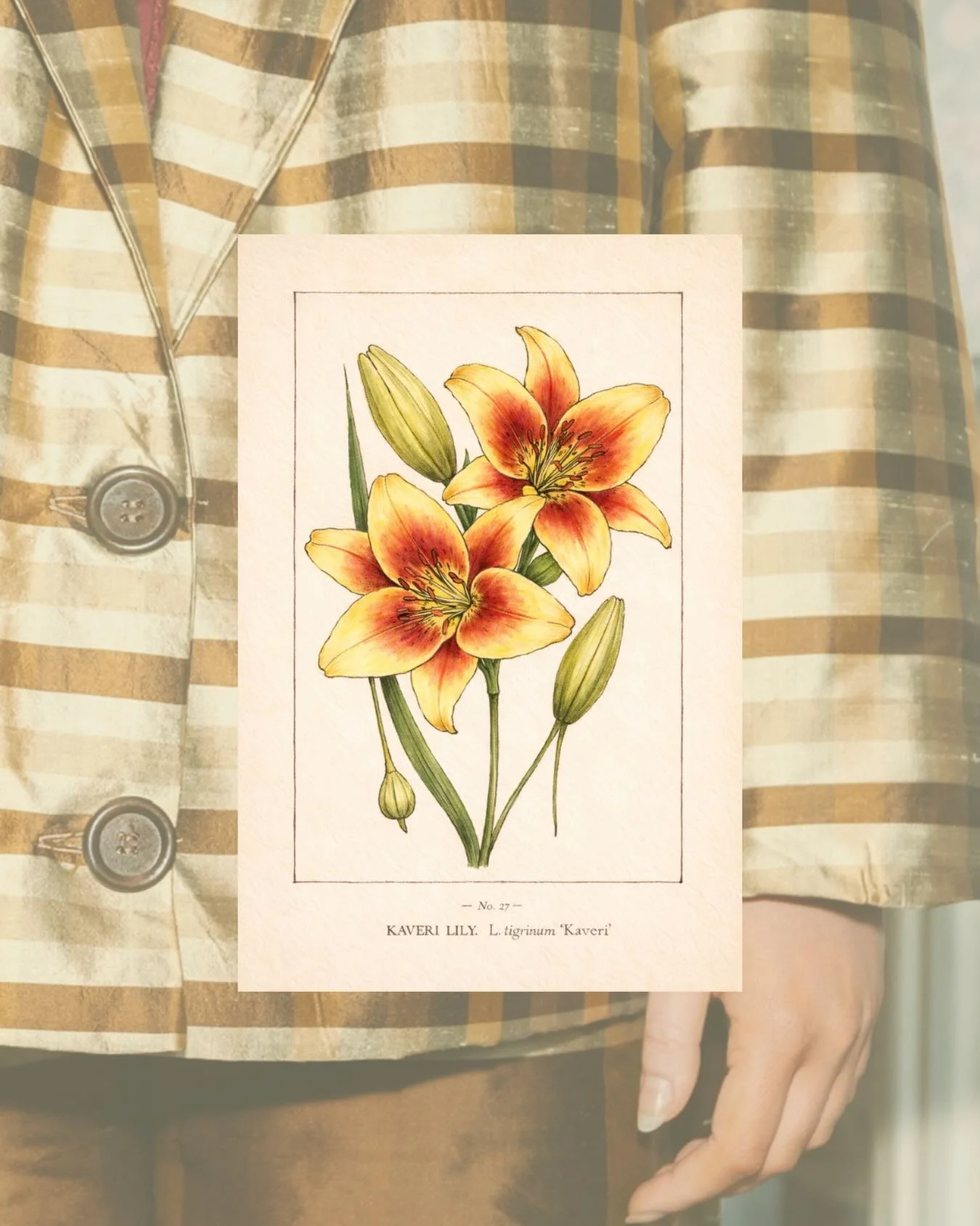 The Kaveri Lily. 

Known for its warm golden petals with deep red centers. Recognized by its soft gradient coloring, bold contrast, and delicately structured blooms.