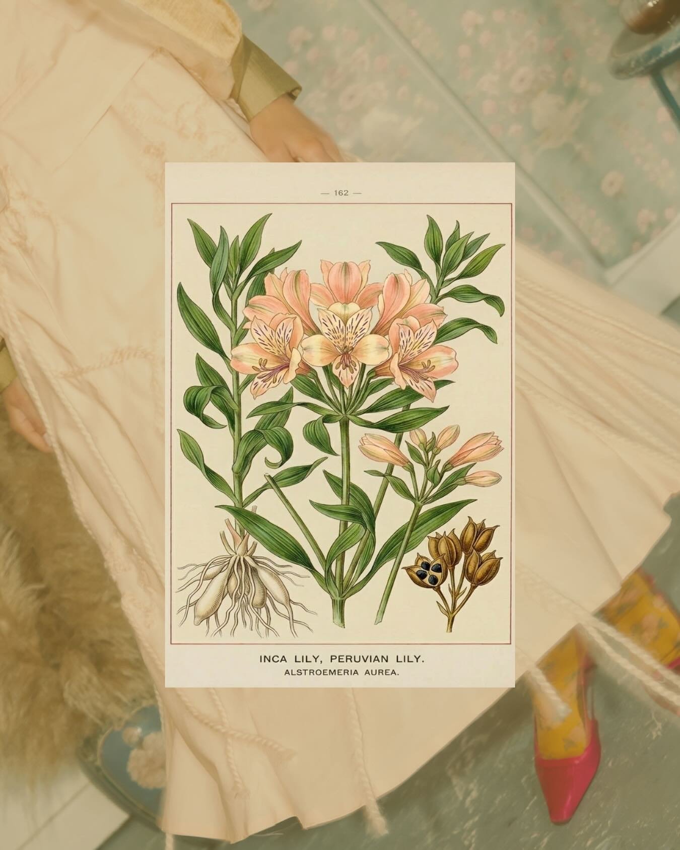 The Inca Lily. 

Symbolic of friendship and devotion, Inca lilies are very resilient and adaptive. Each flower head is intricate, its beauty lies in its complexity and pattern.