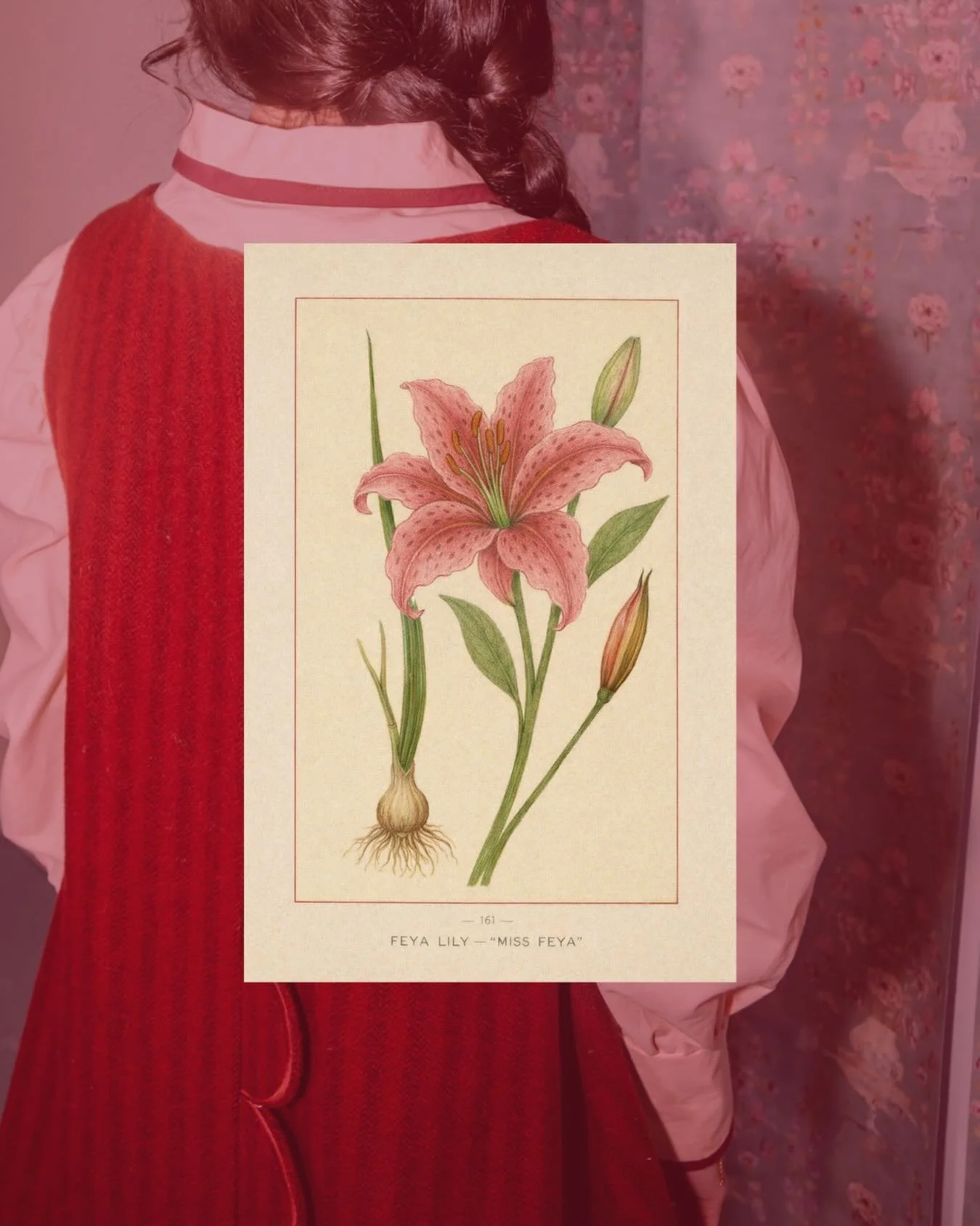 The Feya Lily. 

Also known as &ldquo;Miss Feya&rdquo;, The Feya Lily is recognized for its vibrant pink tones and soft, luminous petals. Defined by its smooth color transitions, elegant form, and refined, feminine structure.