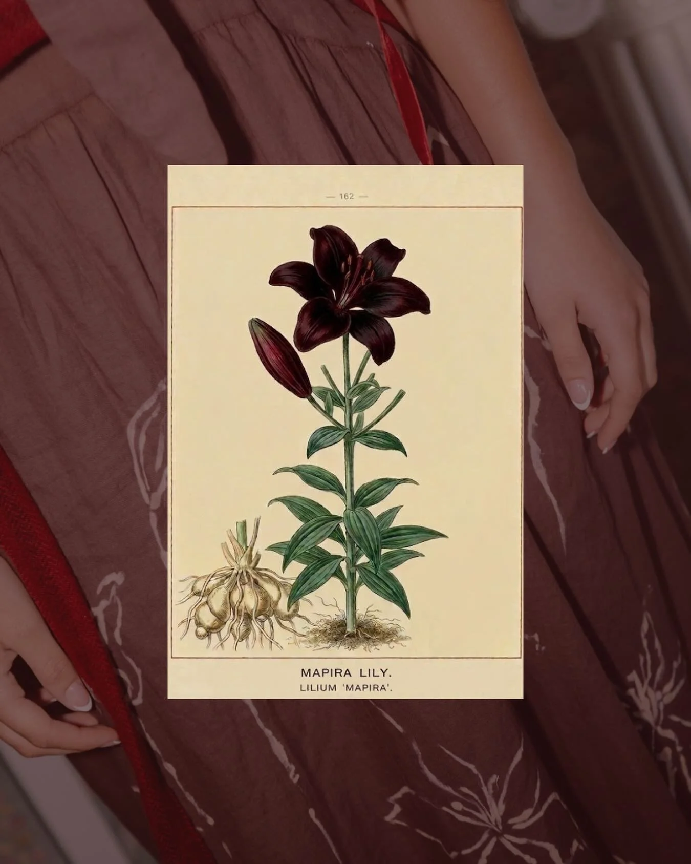 The Mapira Lily. 

Known for being one of the darkest lilies in existence, the Mapira lily draws you in with depth and enigmatic texture. Upright and &ldquo;proud&rdquo; this flower emphasizes statuesque, architectural qualities.