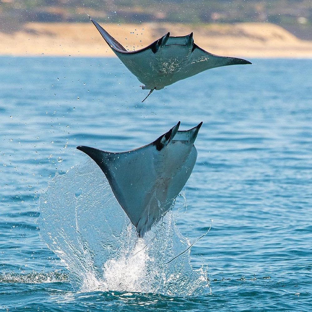 mobula-rays-in-cabo-san-lucas.jpeg