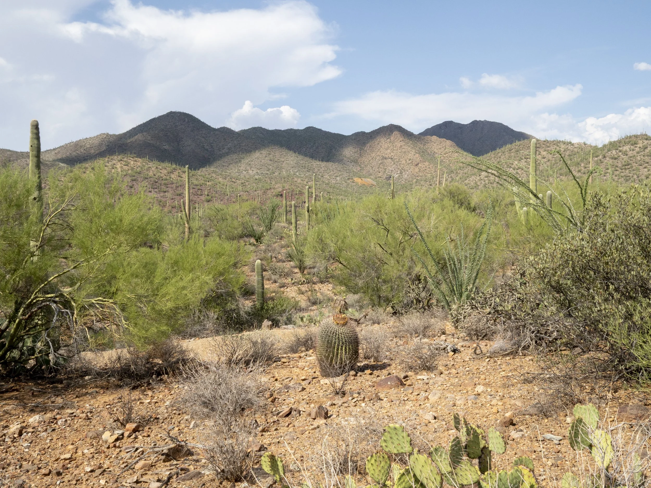 Saguaro National Park 