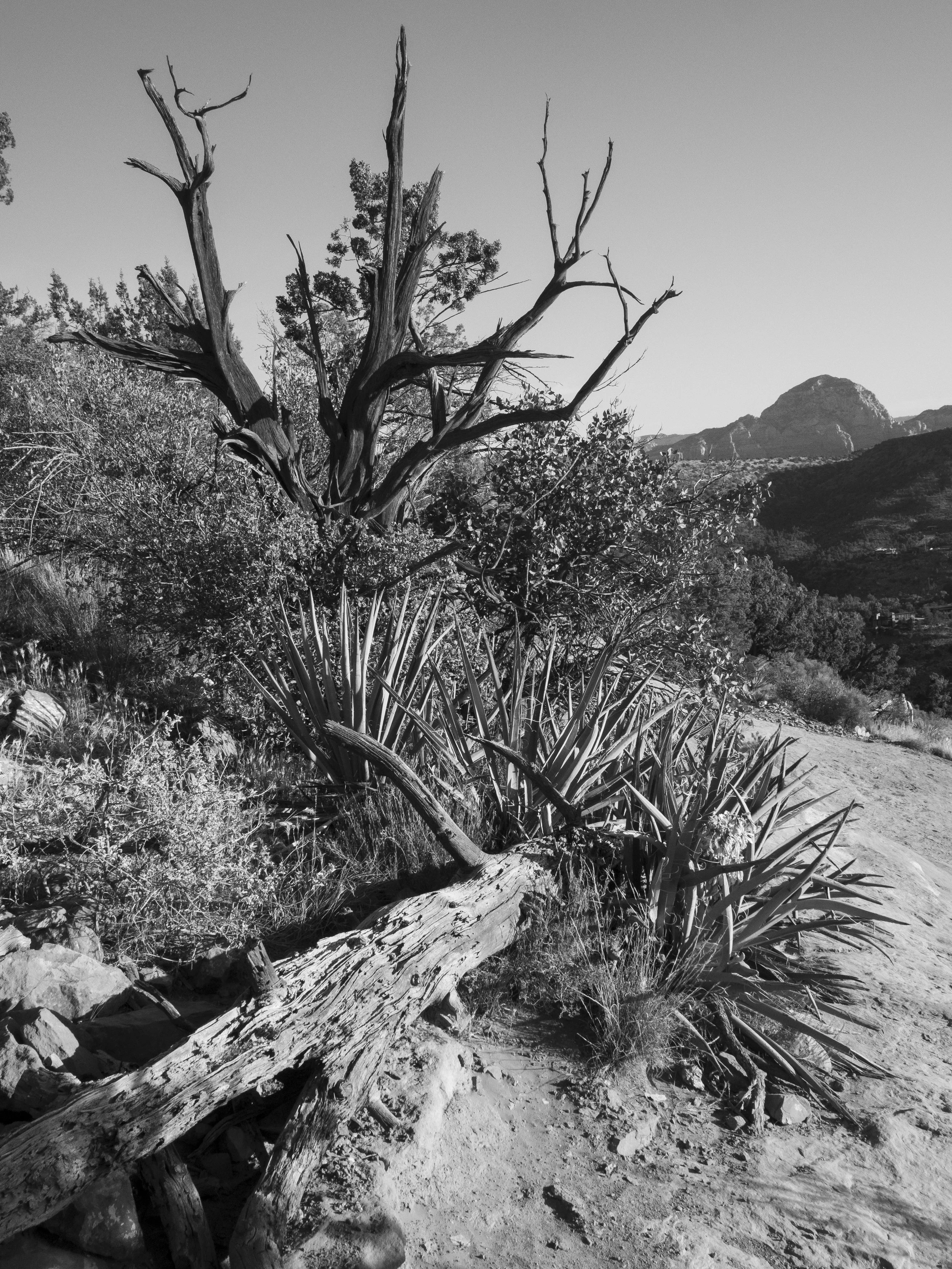 Cathedral Rock