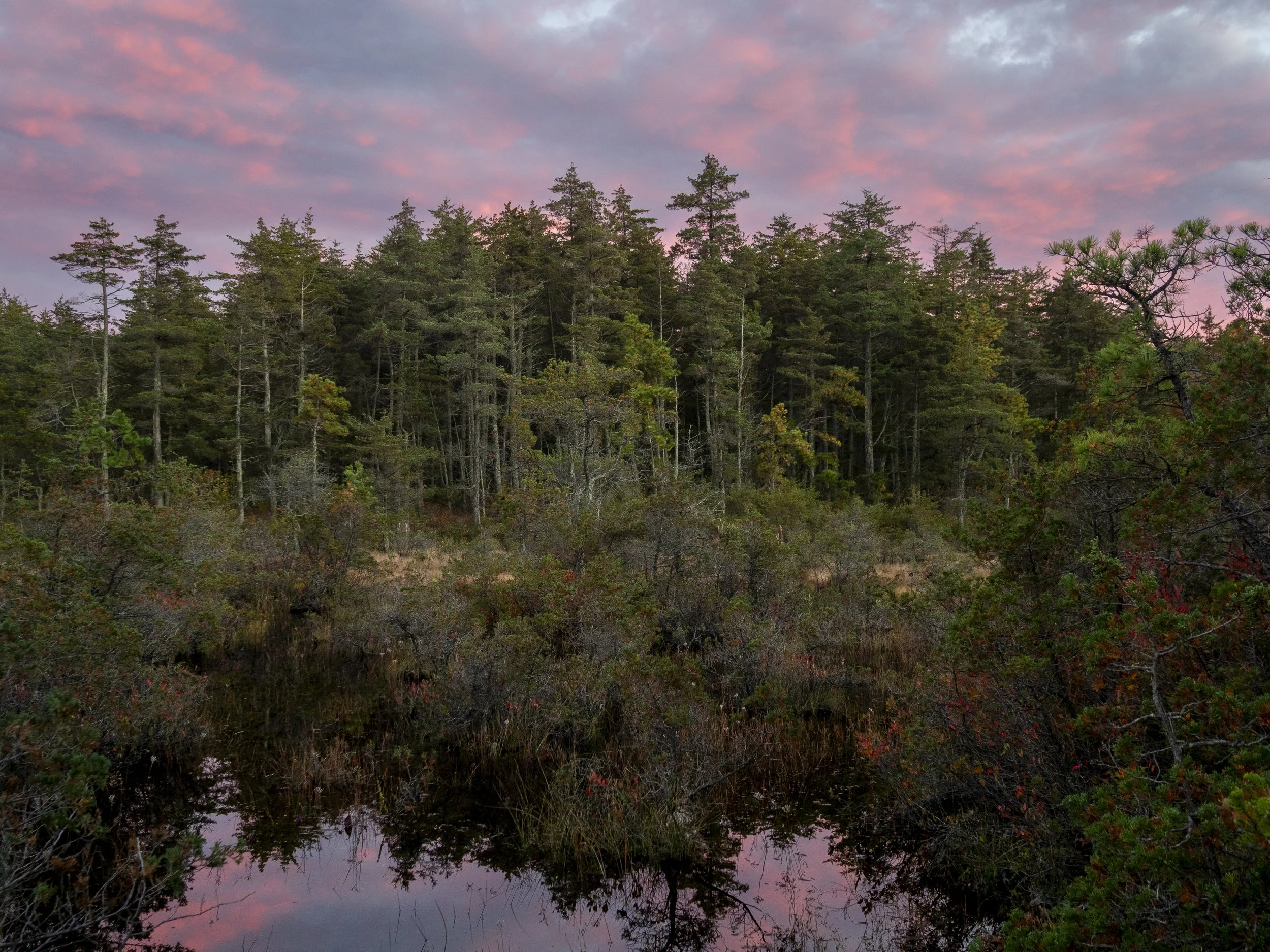Sunset in the Pine Barrens.