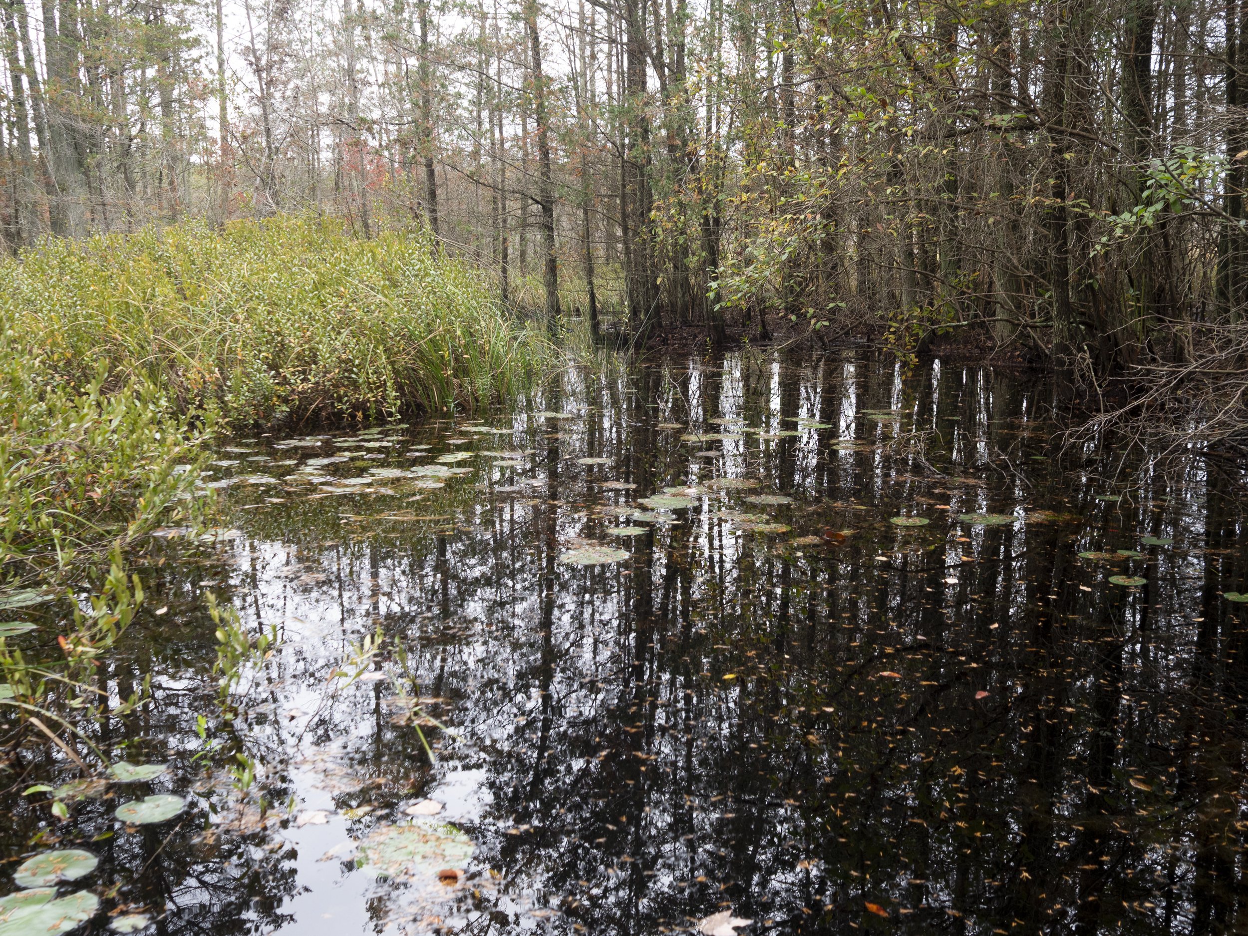 Pine Barrens Email 2-9.jpg