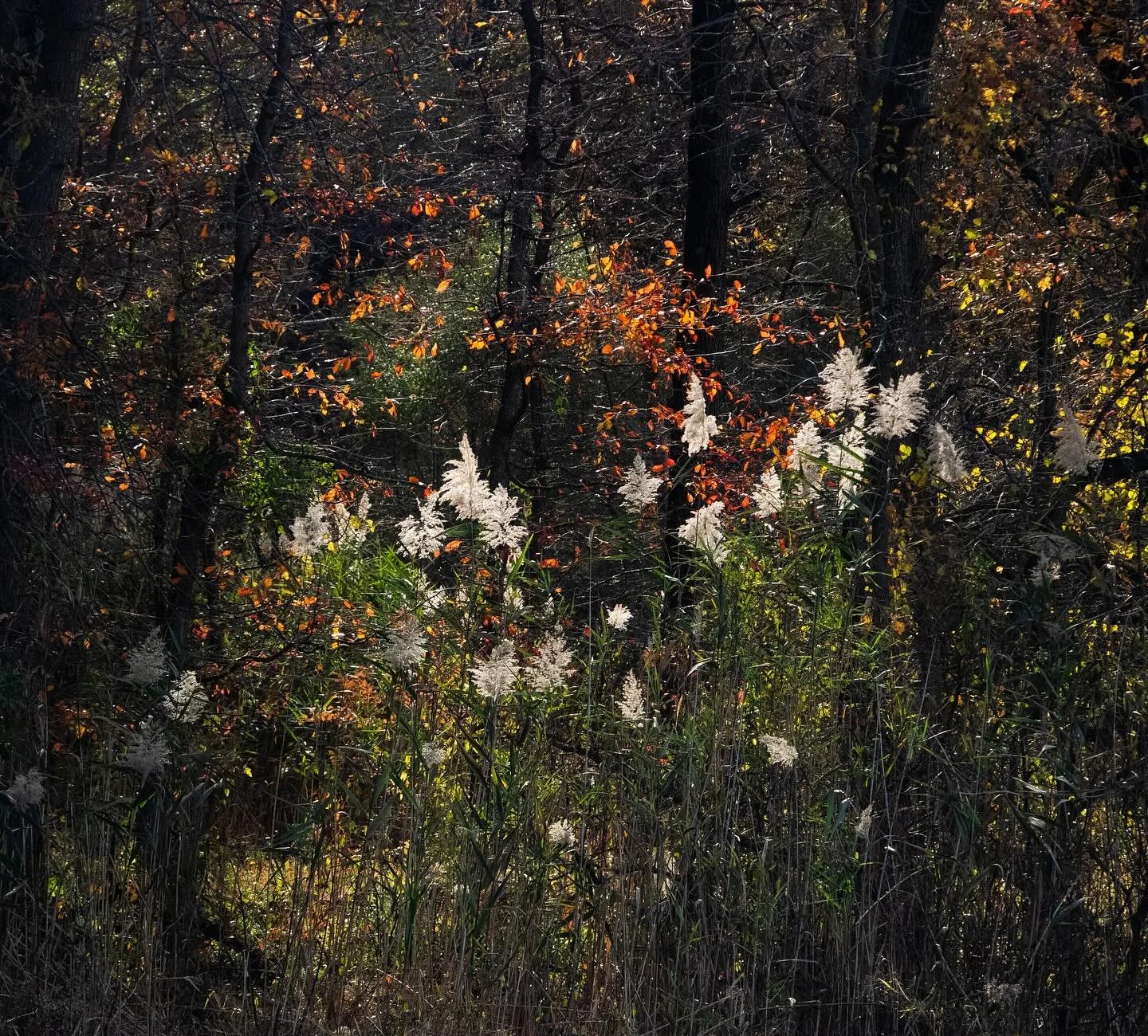 Hidden in Color&mdash;
The whites in this photo give a certain beauty that I can&rsquo;t put into words. If you know John Heinz, then you know the bridge you need to cross; and when you&rsquo;re about halfway over the bridge you&rsquo;ll look back an