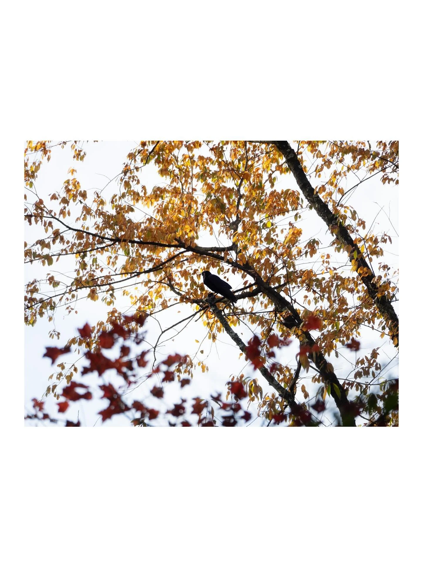 Centered Crow 
-
🐦&zwj;⬛ I like this one but I can&rsquo;t understand why. The color is nice, and the crow&rsquo;s beak is barely visible&mdash;but still centered. I think I like it for its absence as much as what is there. Had to have the matte, of