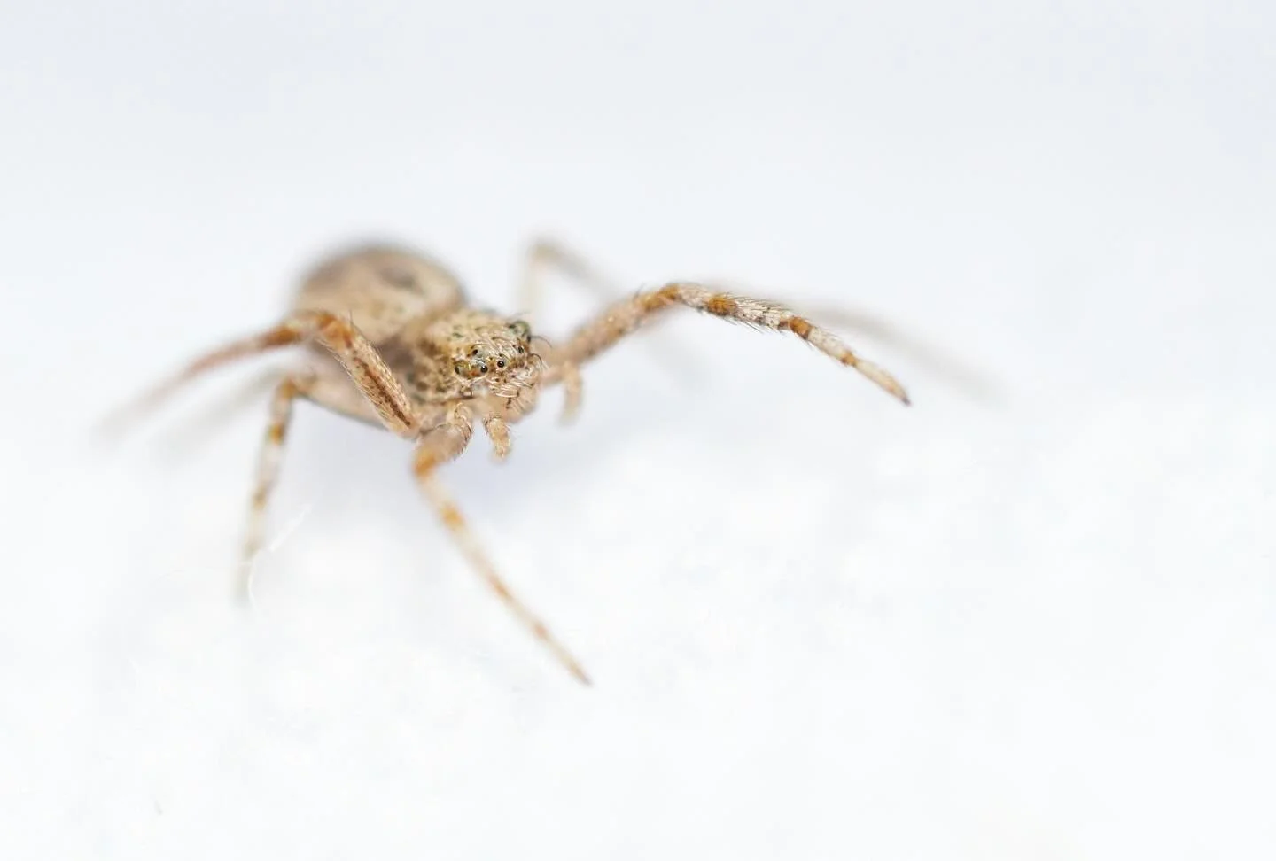 New lens who this? A spider!!! 
-
#macrophotography #spider #insect #photo #photography