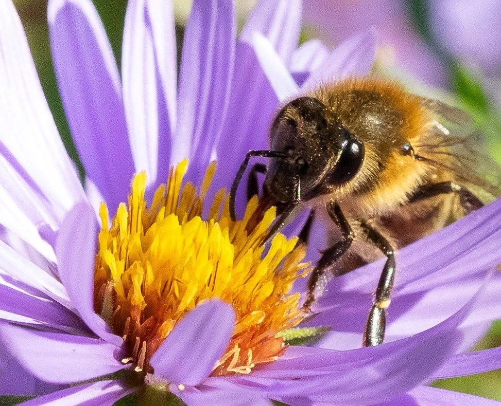 Bee time
- 
#Bee #Bug #Flower #Purple #Eat #Camera #Macro #Micro #Bumblebee #Photography #Photo
