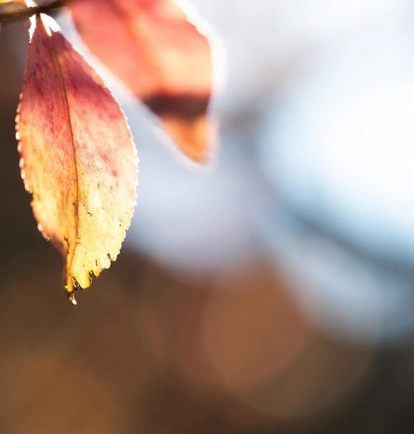I&rsquo;m fairly obsessed with my new lens. I&rsquo;m fairly in love with this photo&mdash;it reeks of a gentle love, no? 
-
#photography #micro #leaves #fall #beauty #photo #olympus #macro #omsystem #om #sky #blurry #love