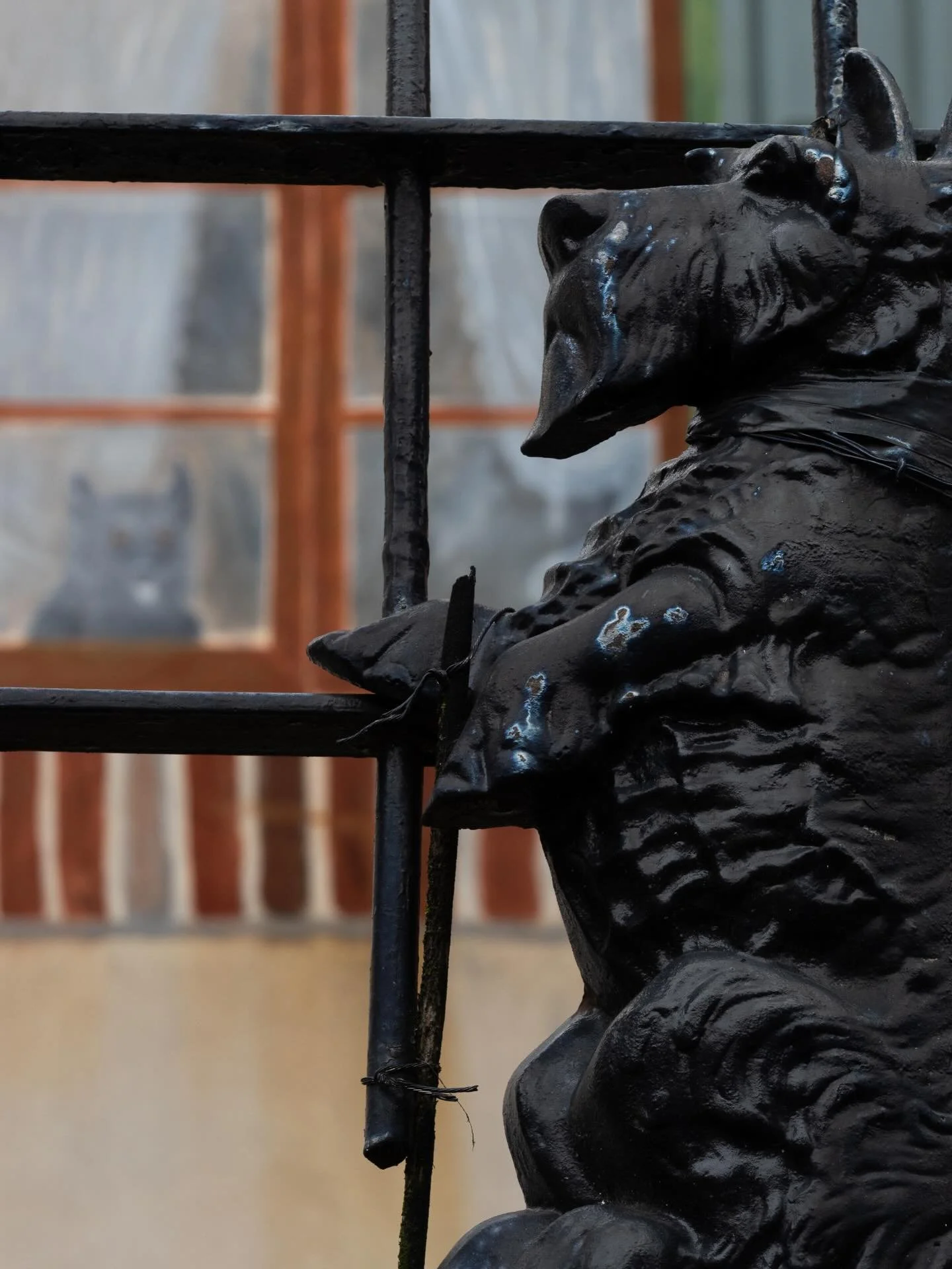 Window watching? A creature from Bones? 
-
#window #photography #philly #dog #watching #creature #fence #design #photo #philadelphia #southstreet