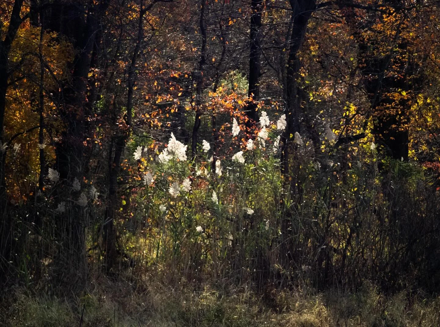 Countdown to the new year! Day 5! I absolutely love this photo. 
-
#photography #photo #trees #philadelphia #light
