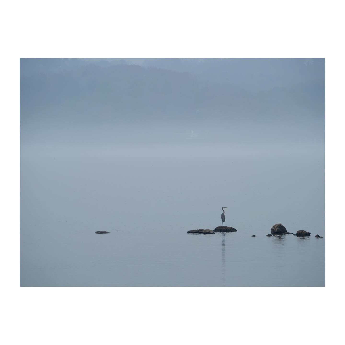Countdown to 2026! Tennessee Heron with Misty Mountains 
-
#tennessee #landscape #photography #mountains