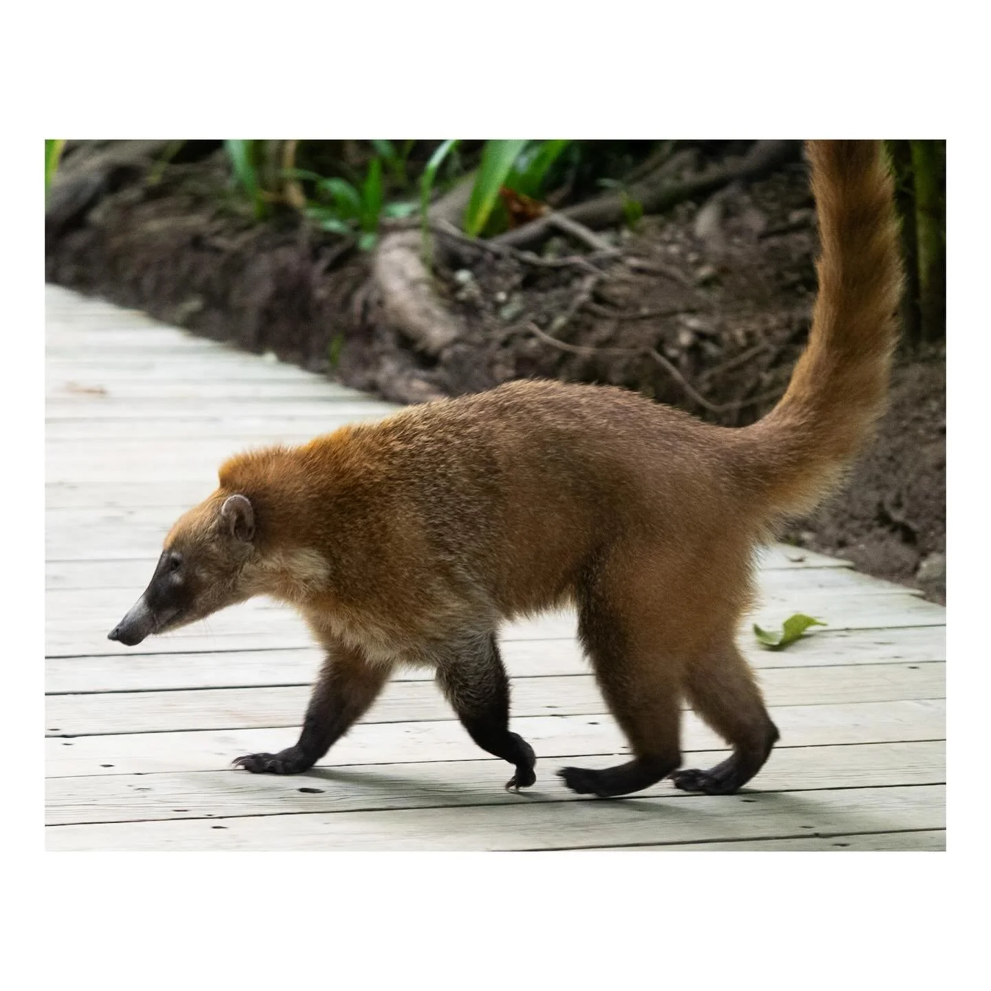 Coati in motion 
-
#wildlife #mexico #caoti #photography