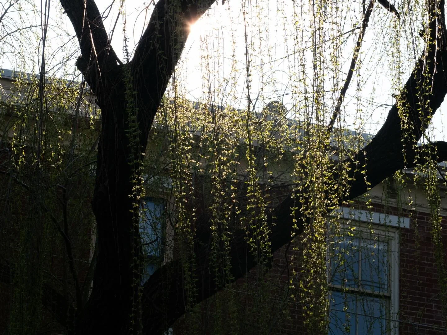 City Willow 
-
I&rsquo;ve spent some time with this tree and have a bunch of perspectives. The morning sun colored only a bit of the branch which I tried to capture here. The glare of the sun is something I try to repeat and lean into&mdash;I think i