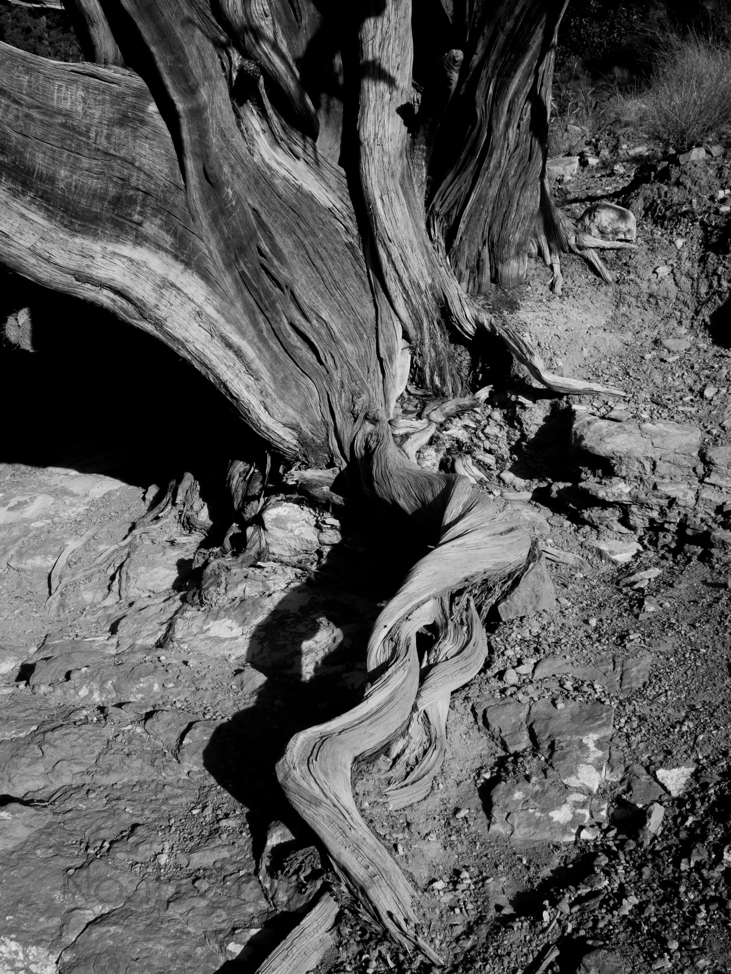Vortex Root in Black and White
-
#Photography #Sedona #Tree #Root #AnselAdams
