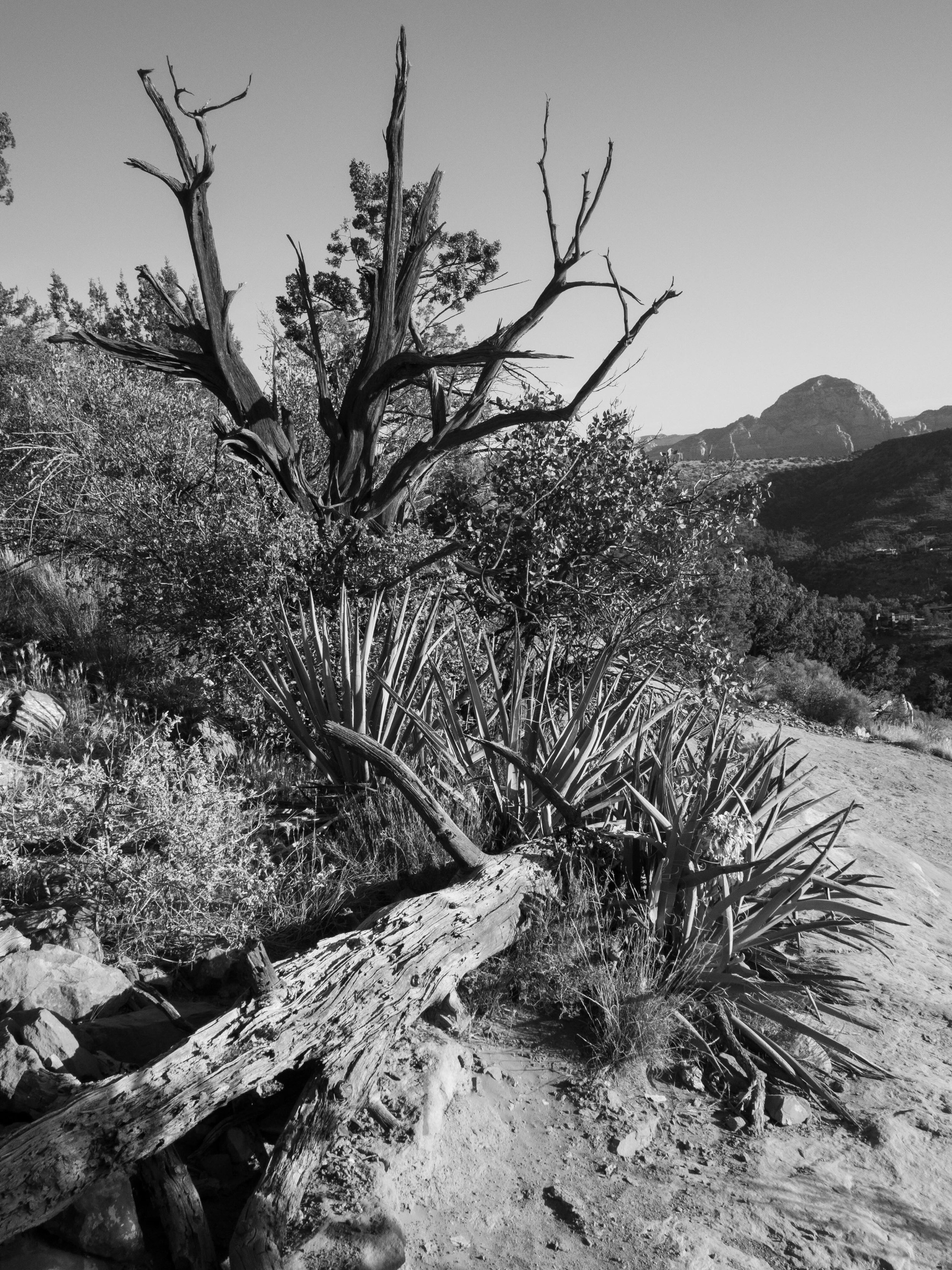 Fallen and Sturdy in front of a Butte 
-
#photography #monochrome #tree #agave #sedona