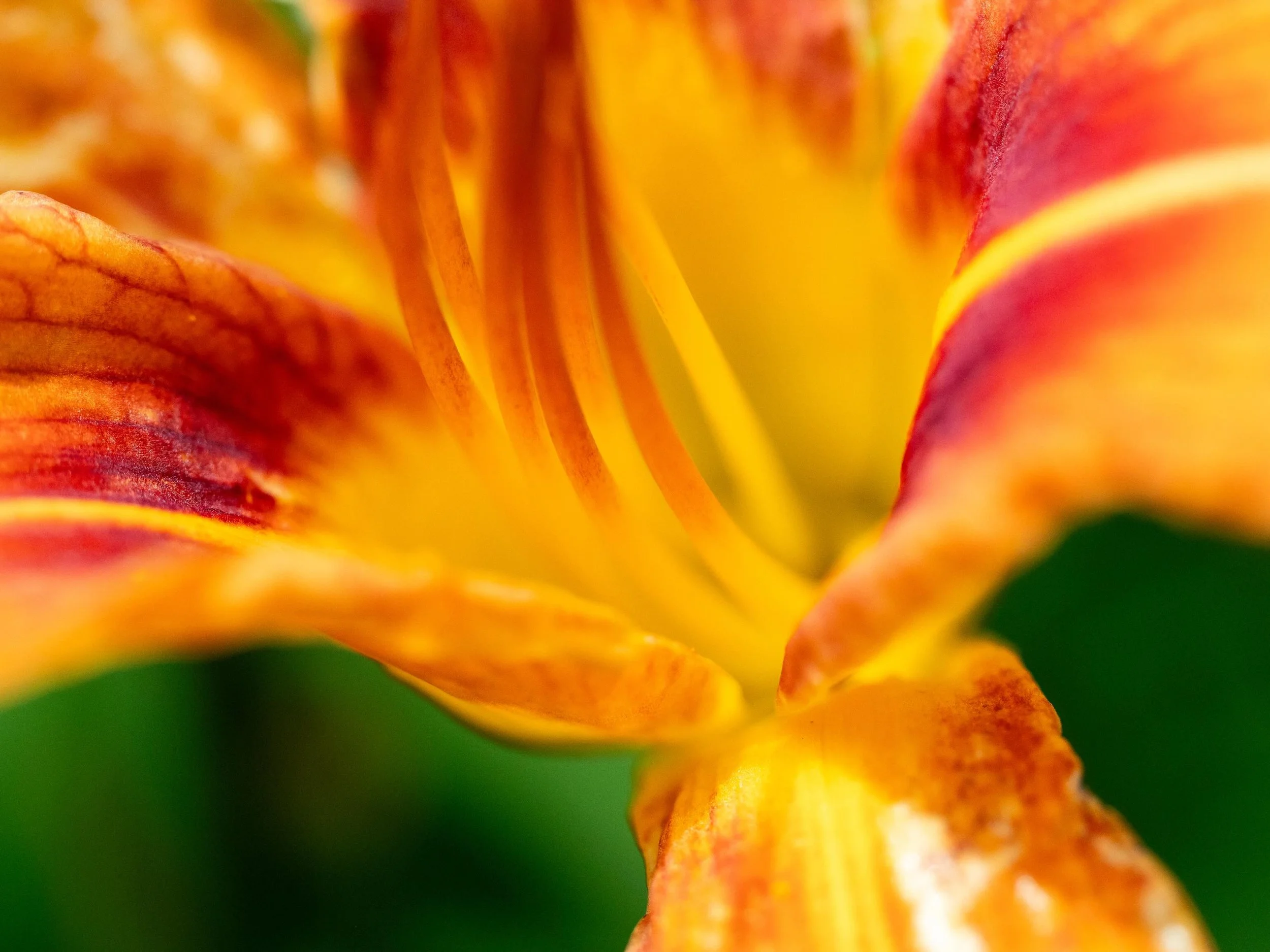Perspectives of a Flower 
-
#Flower #Philadelphia #Pollen #Spring #Photography