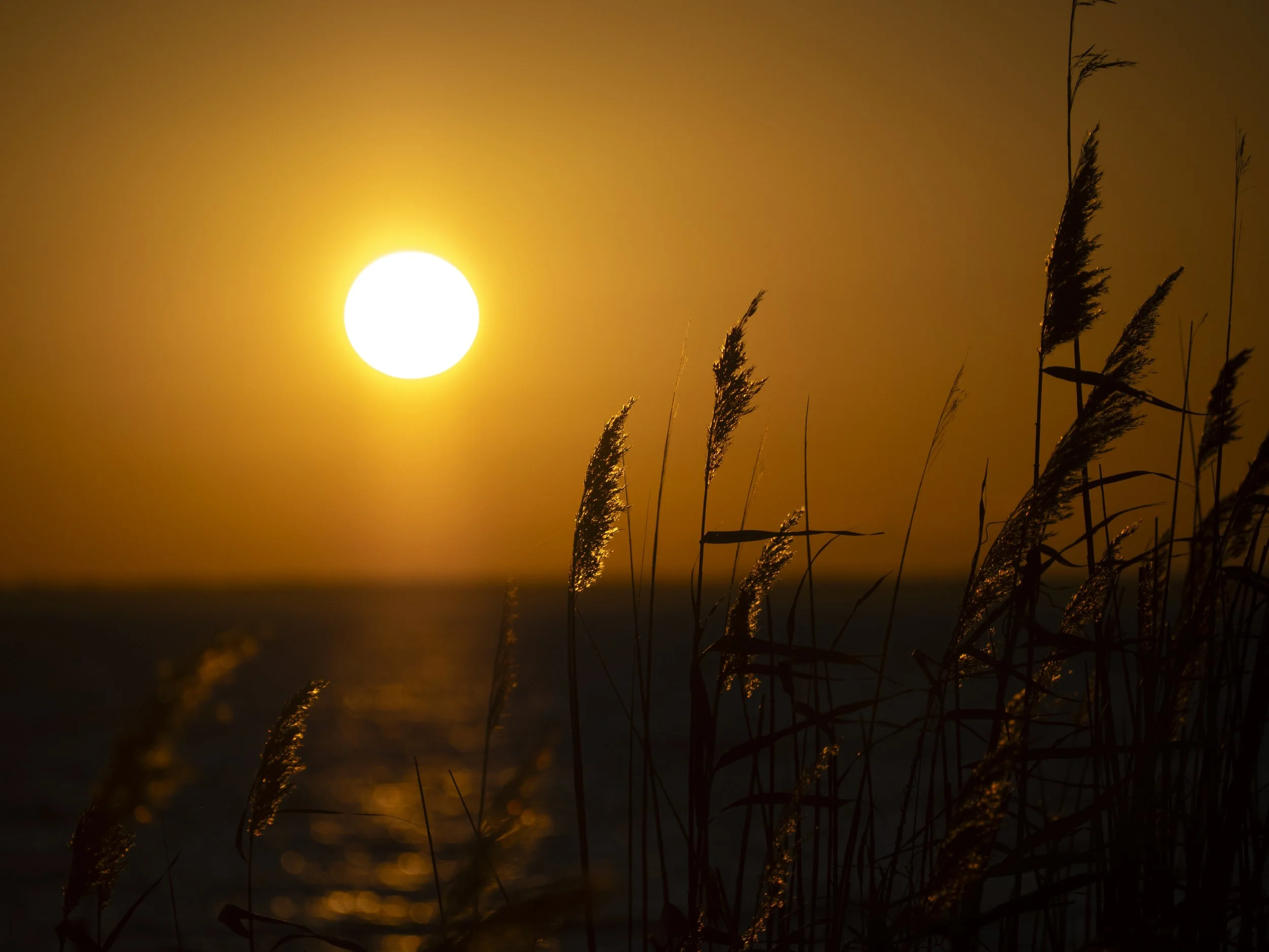 Alligator River Wildlife Refuge, North Carolina. 2025. 