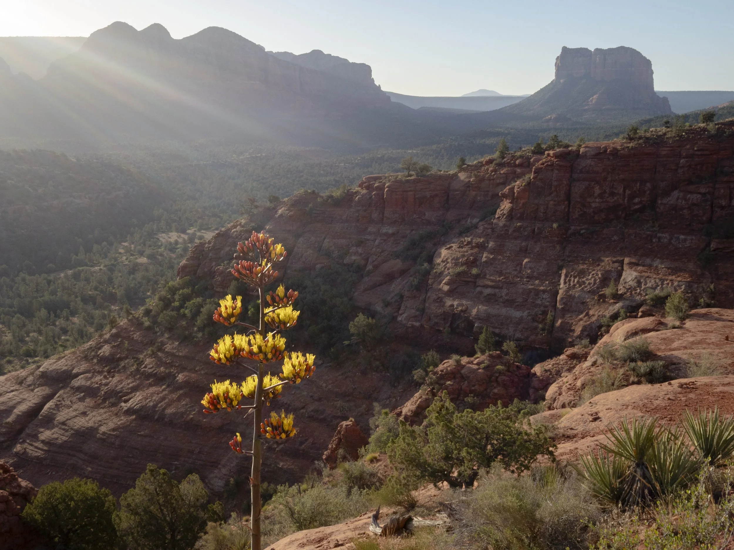 Century Plant backed by Rising Sun